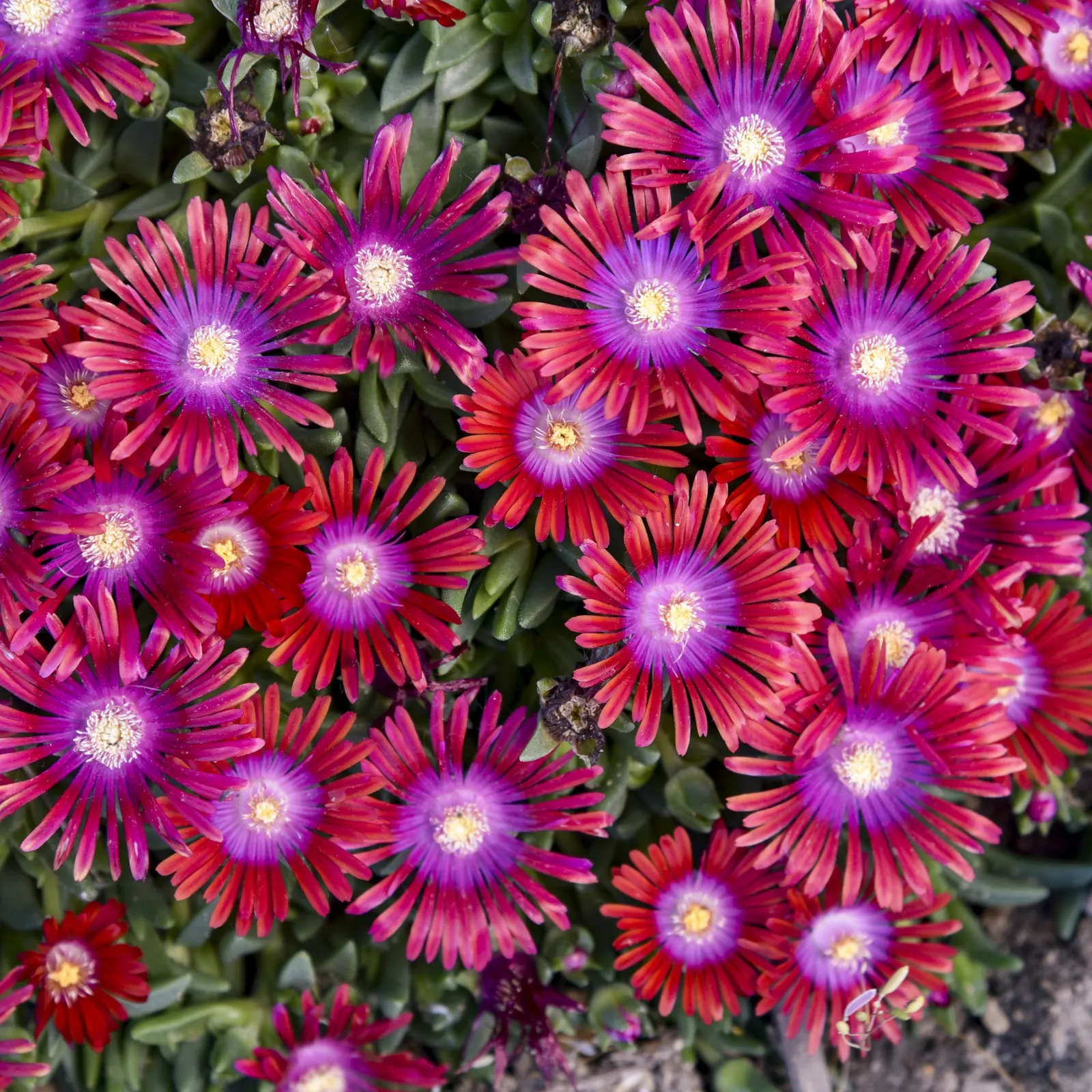 'Razzle Dazzle' Hardy Ice Plant (Delosperma hybrid) — It matures just 2-4 inches tall and spreads 20-24 inches