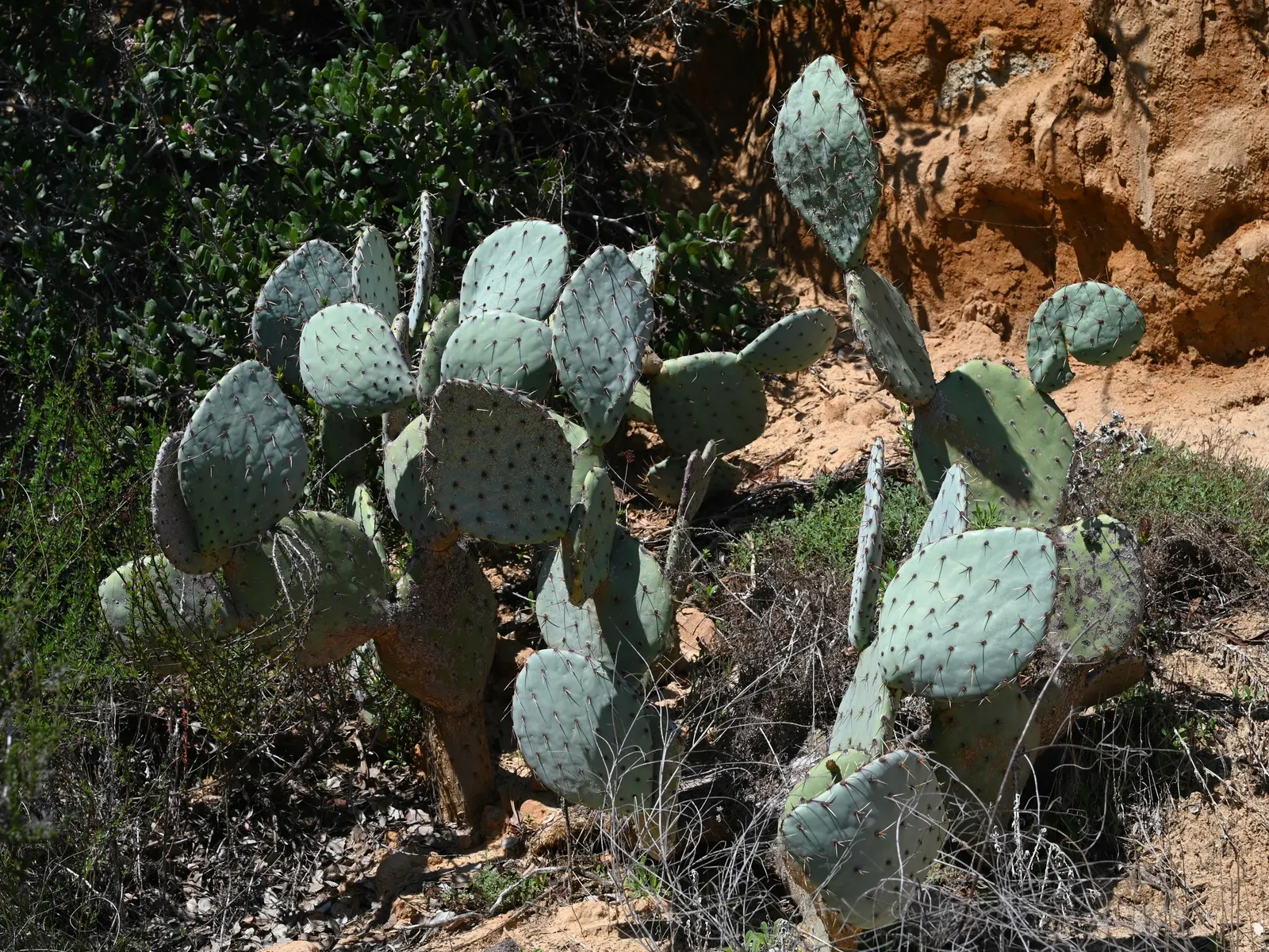 Coastal Prickly Pear (Opuntia littoralis) — scientifically designated as Opuntia littoralis; which are approximately 2 to 3 inches in diameter, image 52