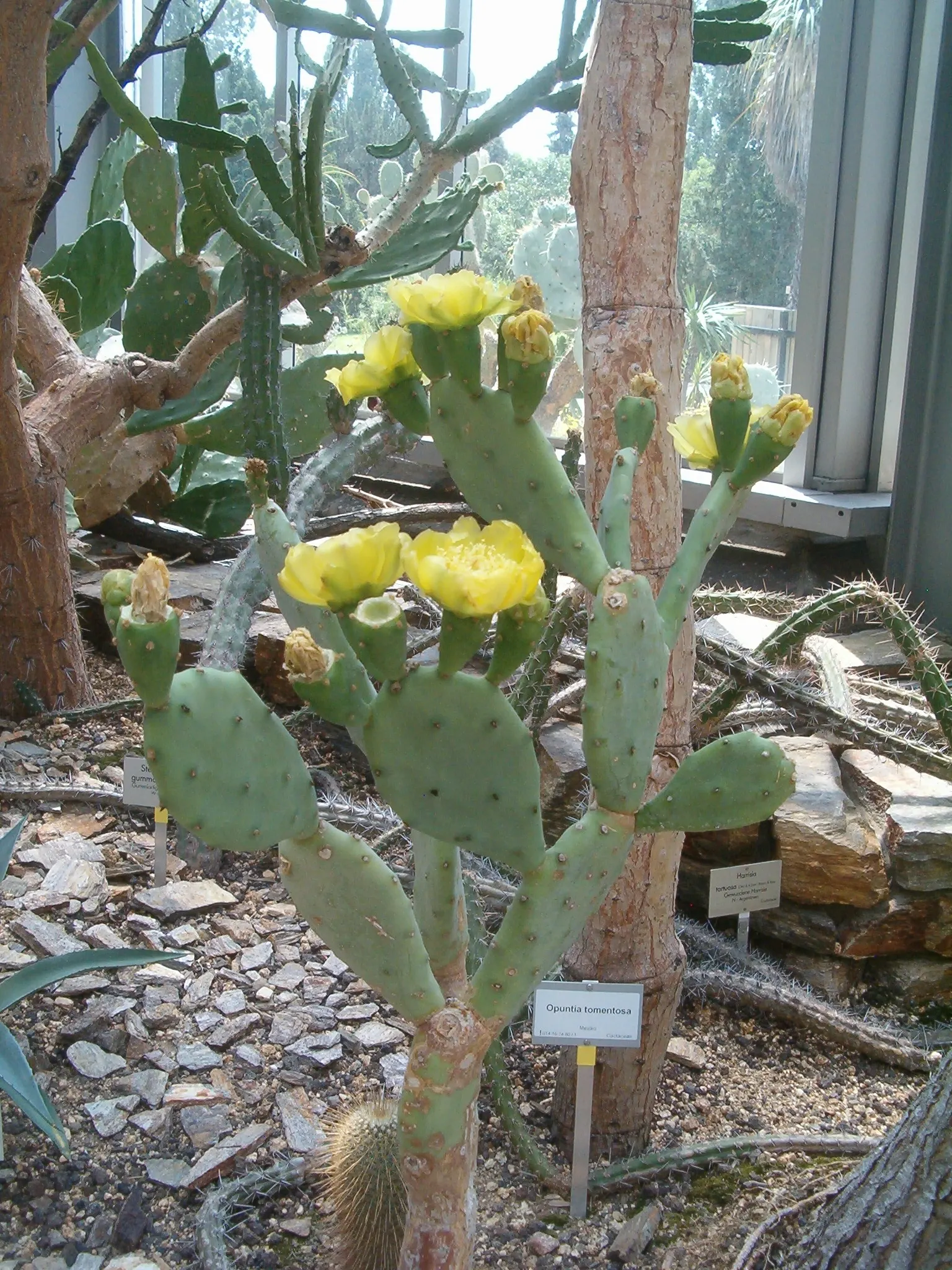 Coastal Prickly Pear (Opuntia littoralis) — this species produces showy yellow flowers; this sturdy cactus is well adapted to Mediterranean and, image 107