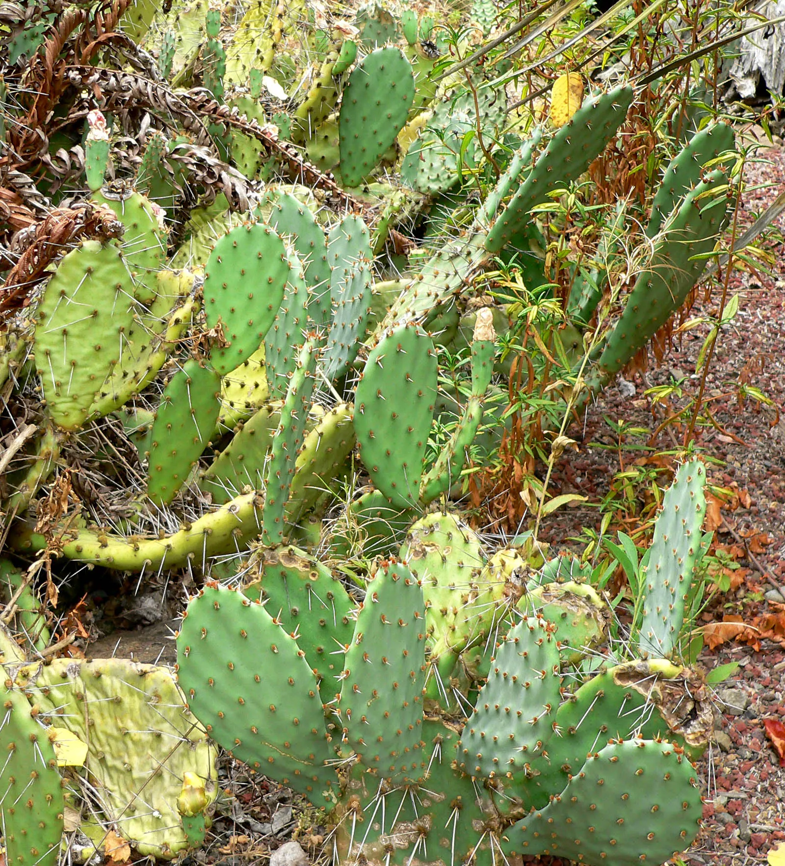 Coastal Prickly Pear (Opuntia littoralis) — offering both aesthetic appeal and minimal maintenance requirements; presents a vibrant addition to any, image 100