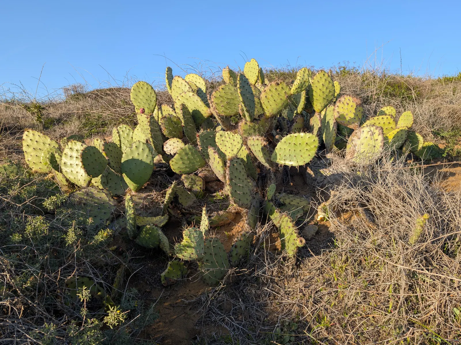 Coastal Prickly Pear (Opuntia littoralis) — exhibit a rich green hue and are dotted with areoles from which spines and glochids (tiny; once, image 59