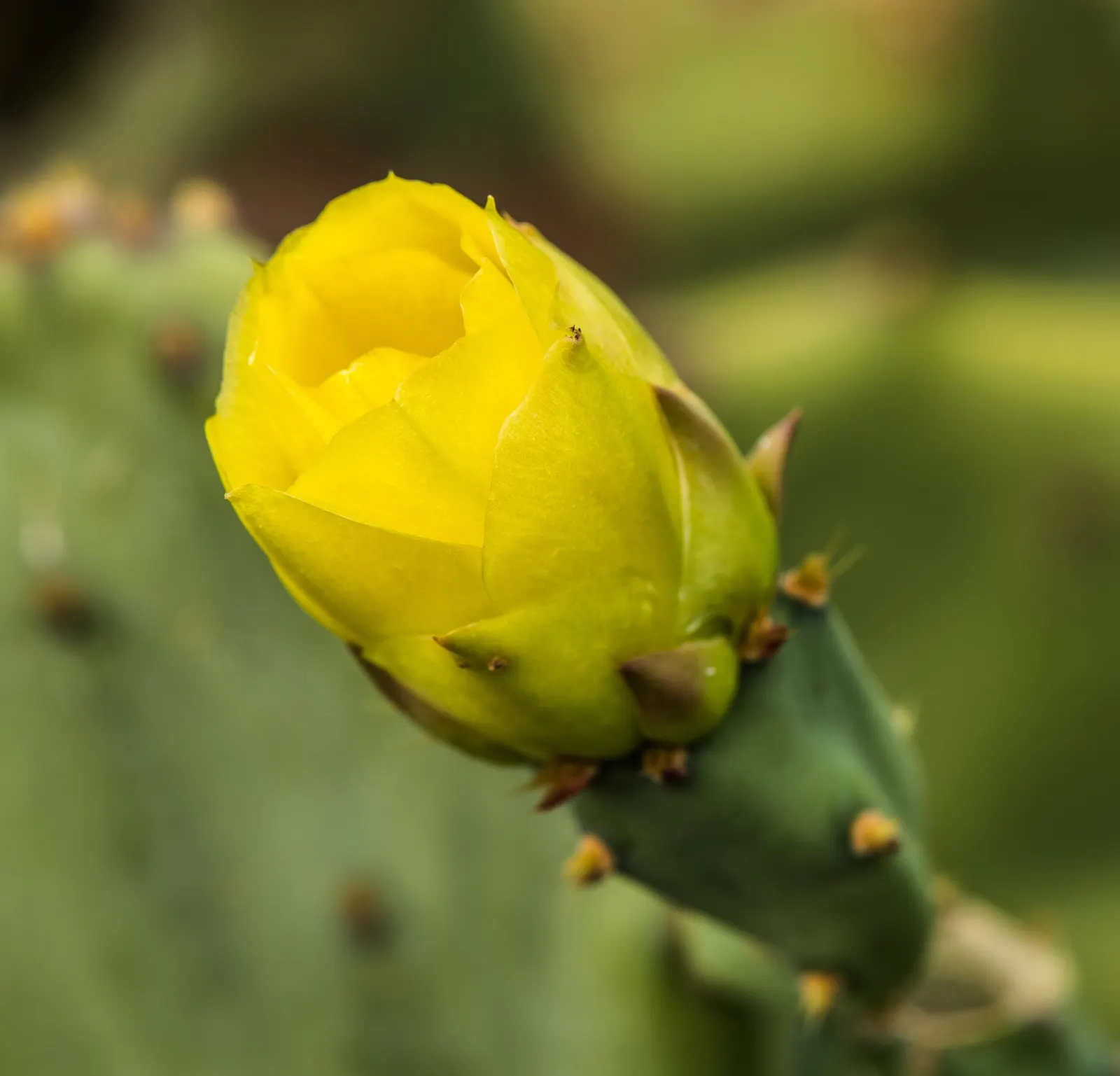 Coastal Prickly Pear (Opuntia littoralis) — cactus with pink and yellow blooms; exhibit a rich green hue and are dotted with areoles from which, image 68