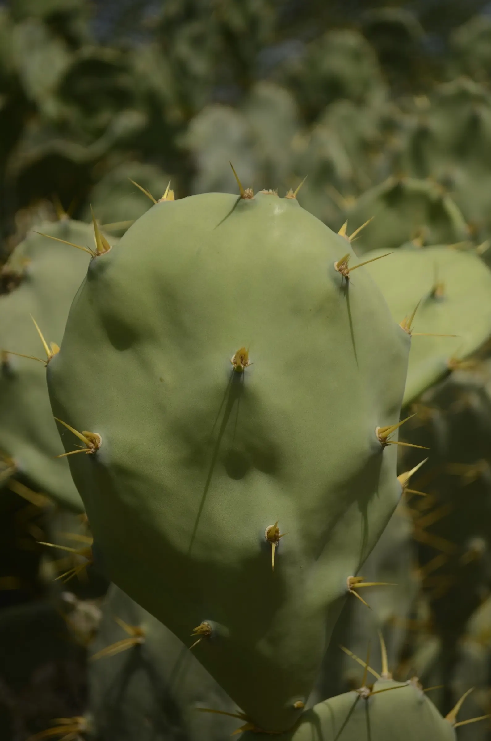 Coastal Prickly Pear (Opuntia littoralis) — presents a vibrant addition to any xeriscape or drought-tolerant landscape; cactus for full, image 122