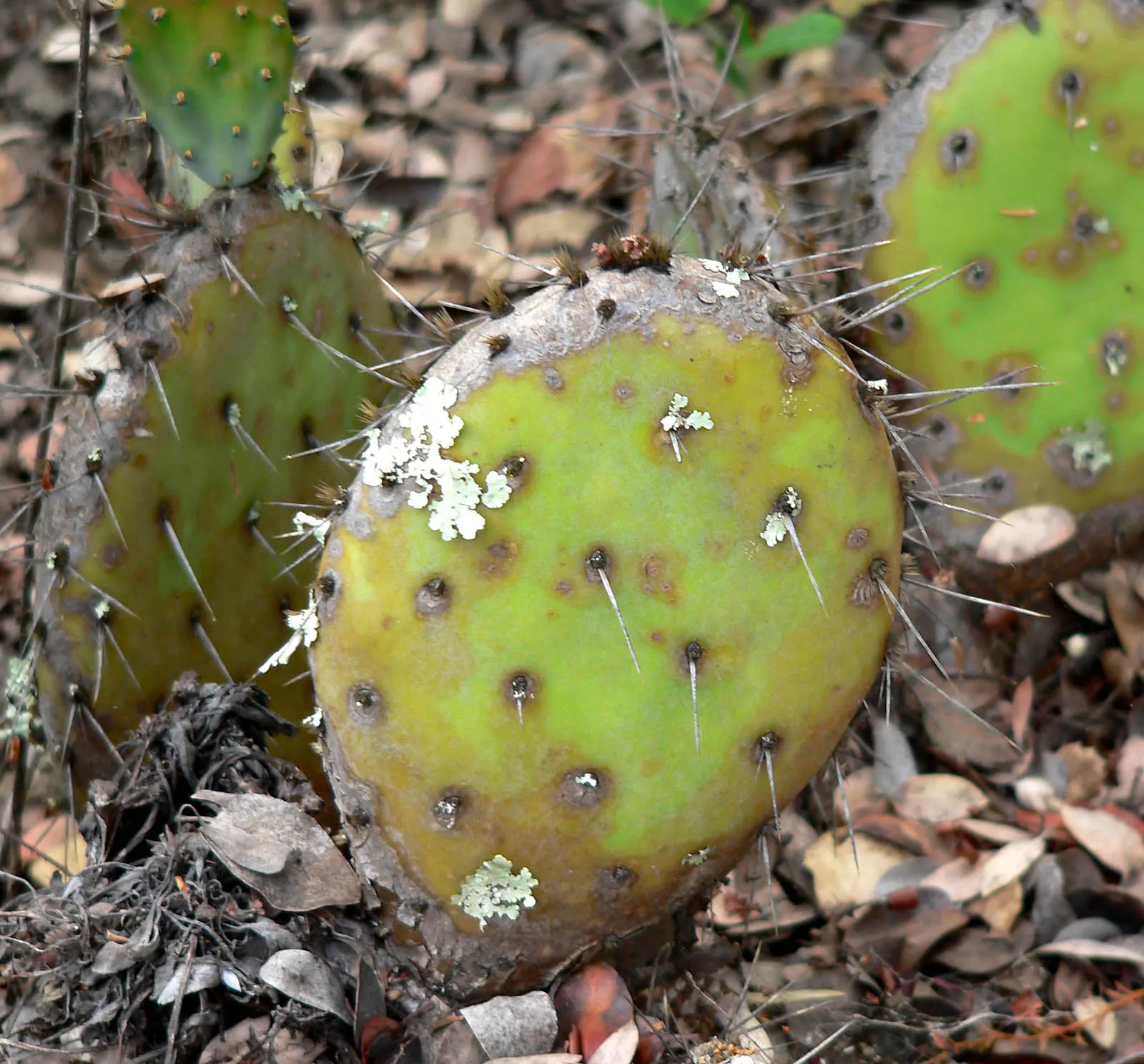 Coastal Prickly Pear (Opuntia littoralis) — pink and yellow flowers in the garden; scientifically designated as Opuntia littoralis, image 90