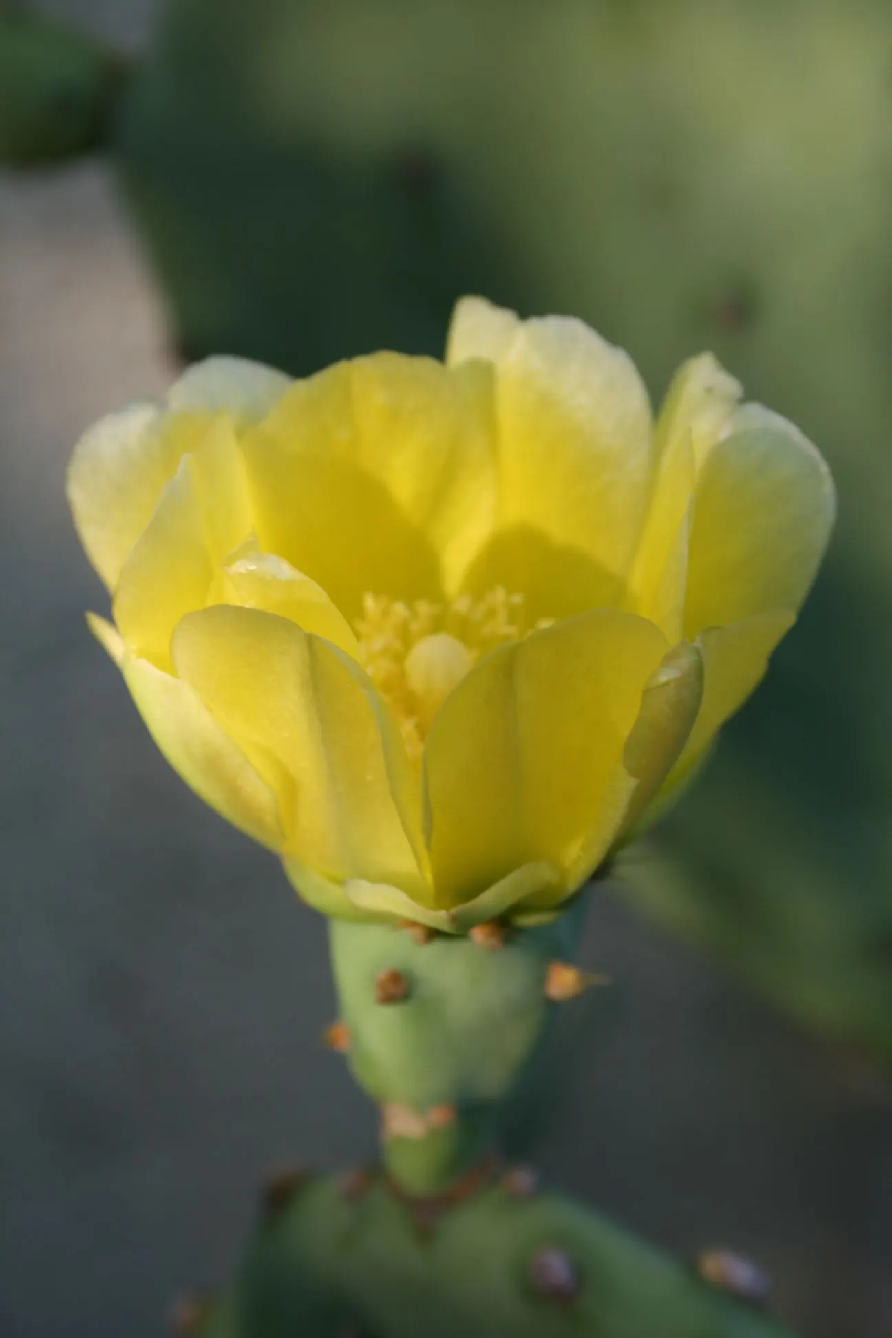 Coastal Prickly Pear (Opuntia littoralis) — It thrives in full sun and well-drained soils, adding a dramatic texture and warm tones to arid, image 74