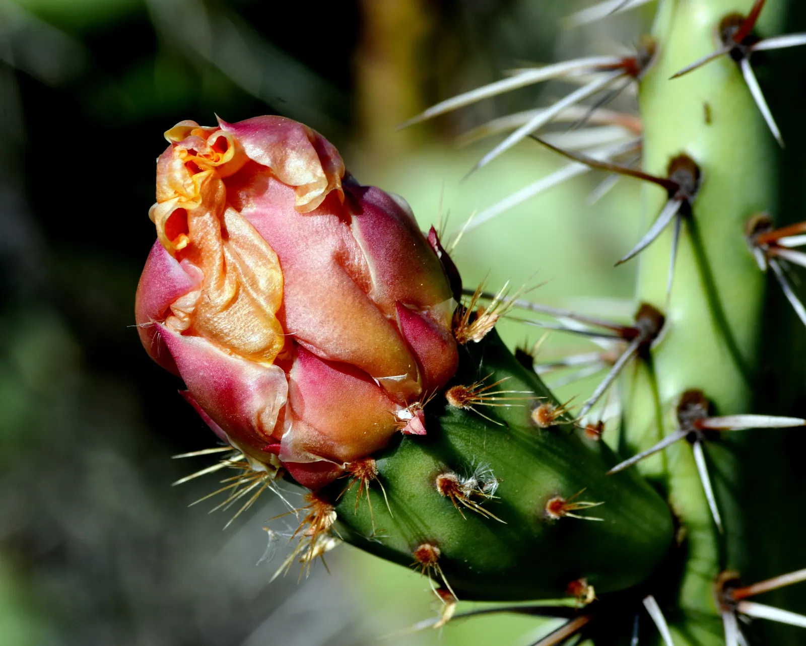 Coastal Prickly Pear (Opuntia littoralis) — which are approximately 2 to 3 inches in diameter; coastal Prickly Pear is an ideal selection, image 131