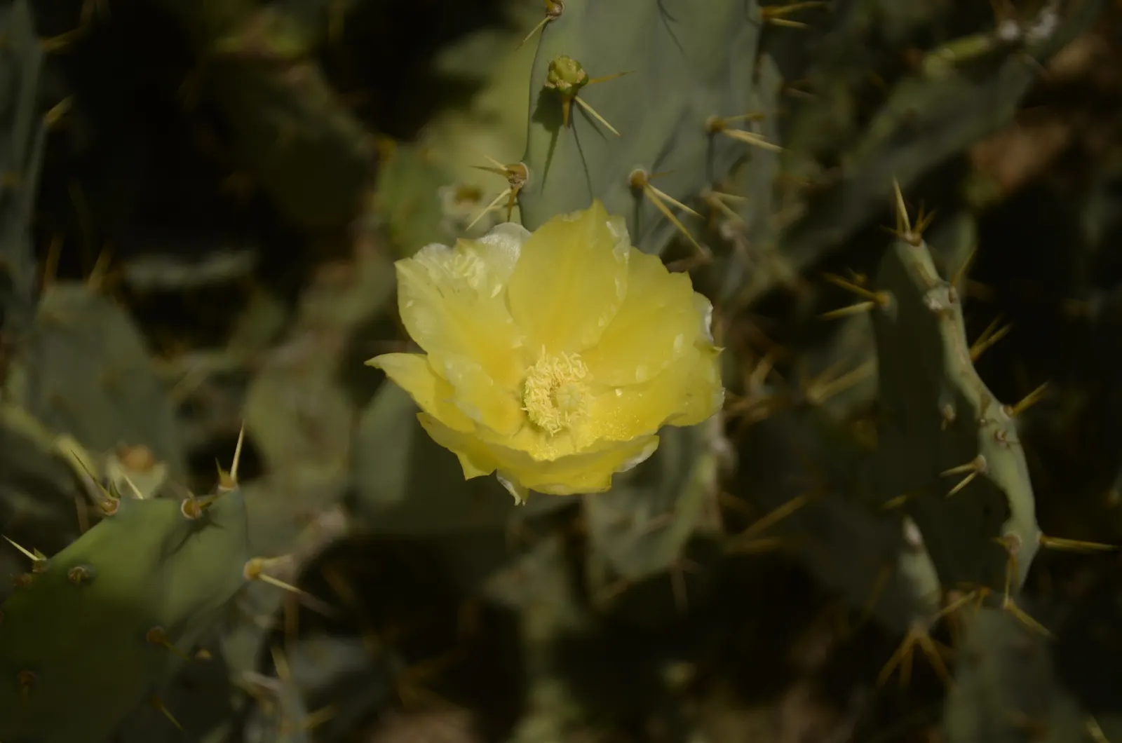 Coastal Prickly Pear (Opuntia littoralis) — Opuntia littoralis reaches a moderate height of 3 to 4 feet and can spread approximately 4 to 6 feet, image 57