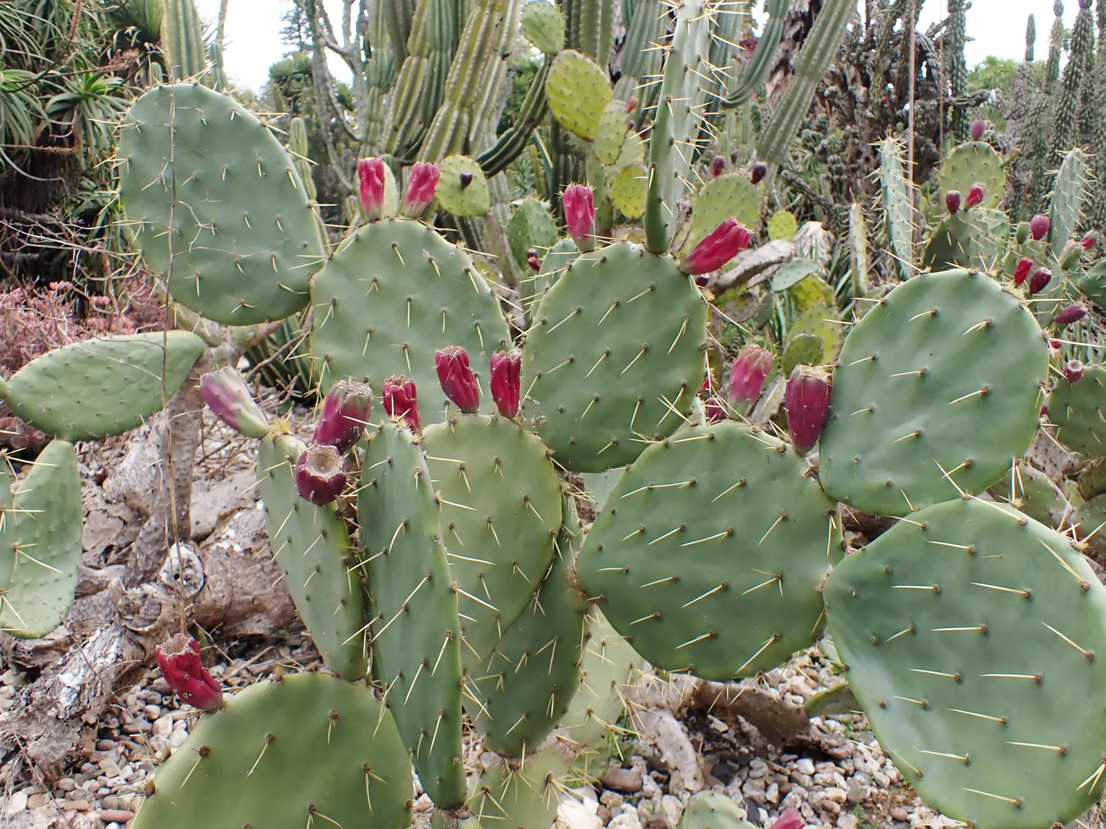 Coastal Prickly Pear (Opuntia littoralis) — which are approximately 2 to 3 inches in diameter; coastal Prickly Pear is an ideal selection, image 62