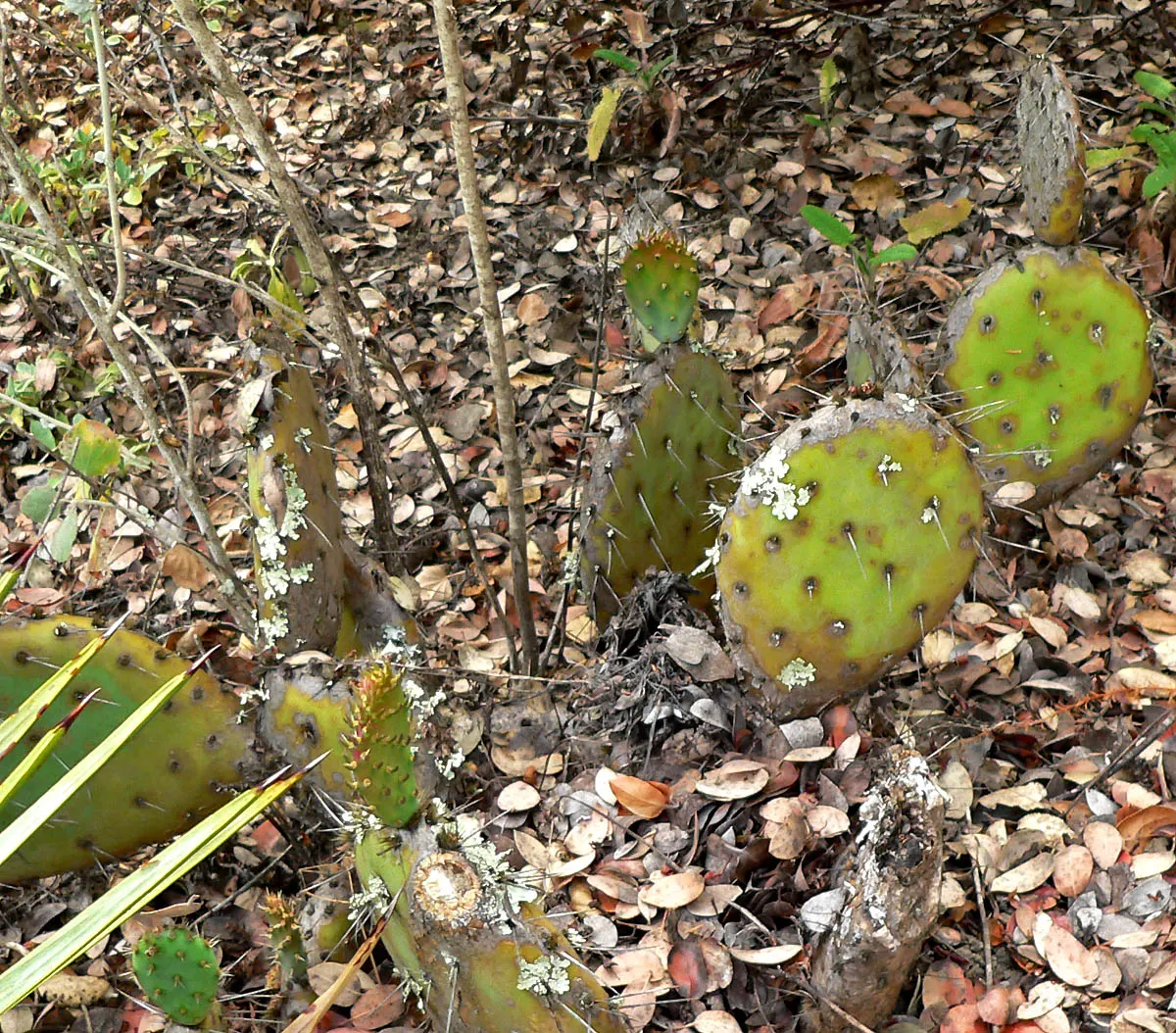 Coastal Prickly Pear (Opuntia littoralis) — The Coastal Prickly Pear (Opuntia littoralis) is a resilient; this species typically reaches 2-3 feet, image 93