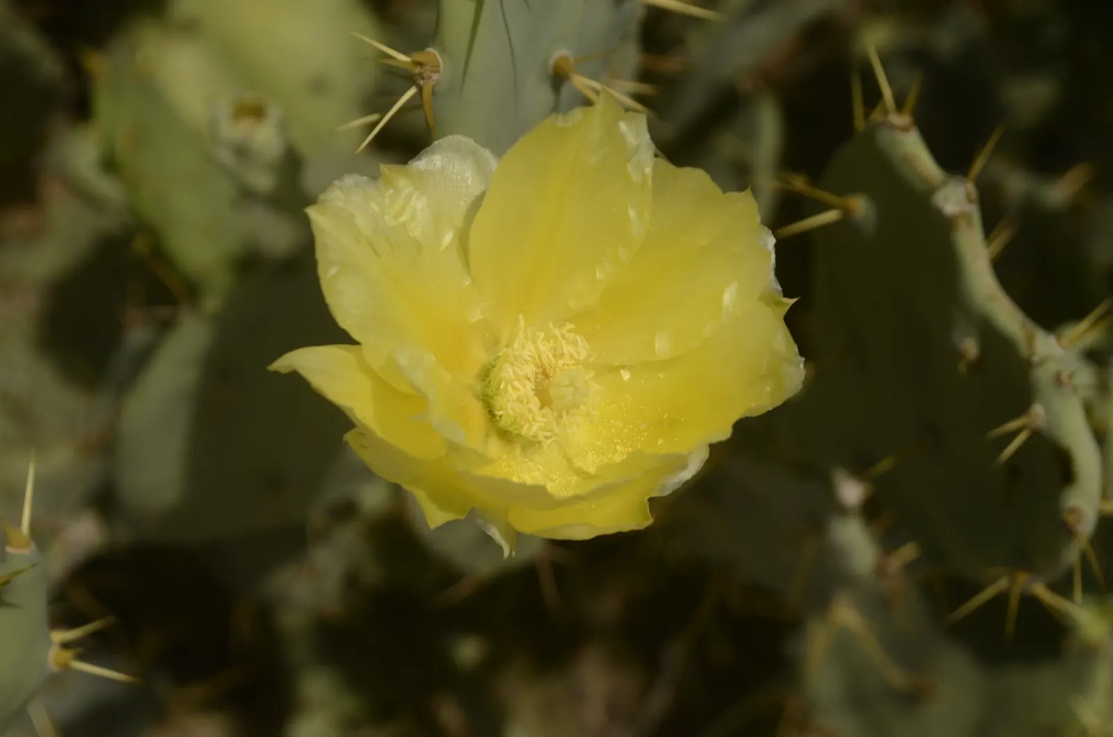 Coastal Prickly Pear (Opuntia littoralis) — allowing for considerable ground coverage, image 58