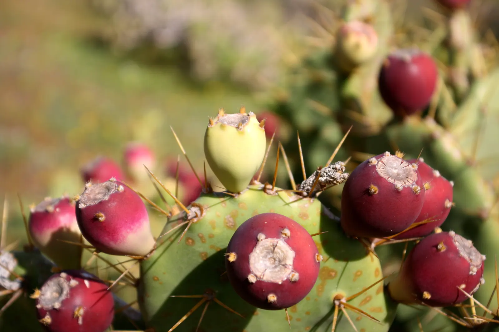 Coastal Prickly Pear (Opuntia littoralis) — which are approximately 2 to 3 inches in diameter; coastal Prickly Pear is an ideal selection, image 108