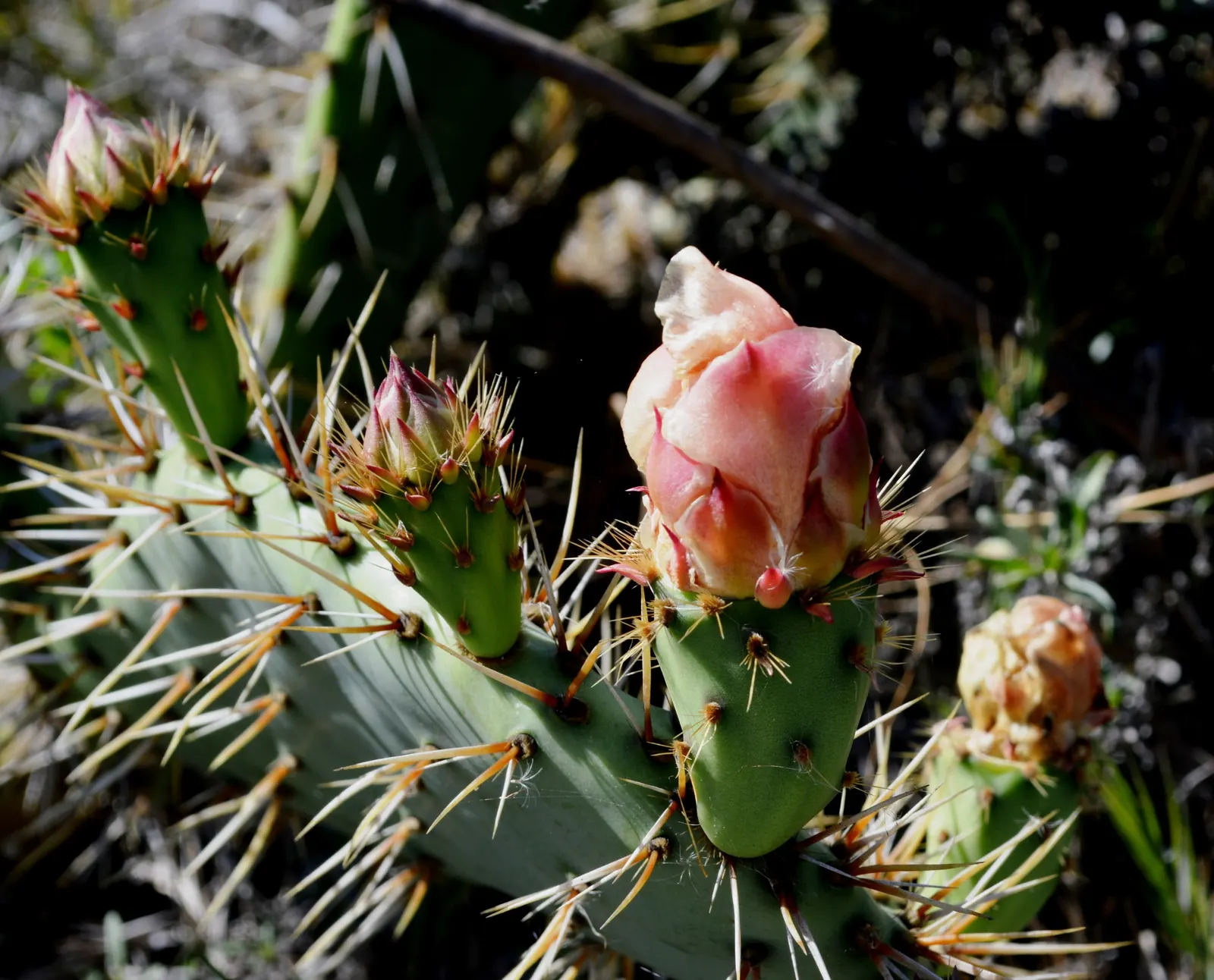 Coastal Prickly Pear (Opuntia littoralis) — Coastal Prickly Pear is an ideal selection; the Coastal Prickly Pear (Opuntia littoralis) is a resilient, image 132