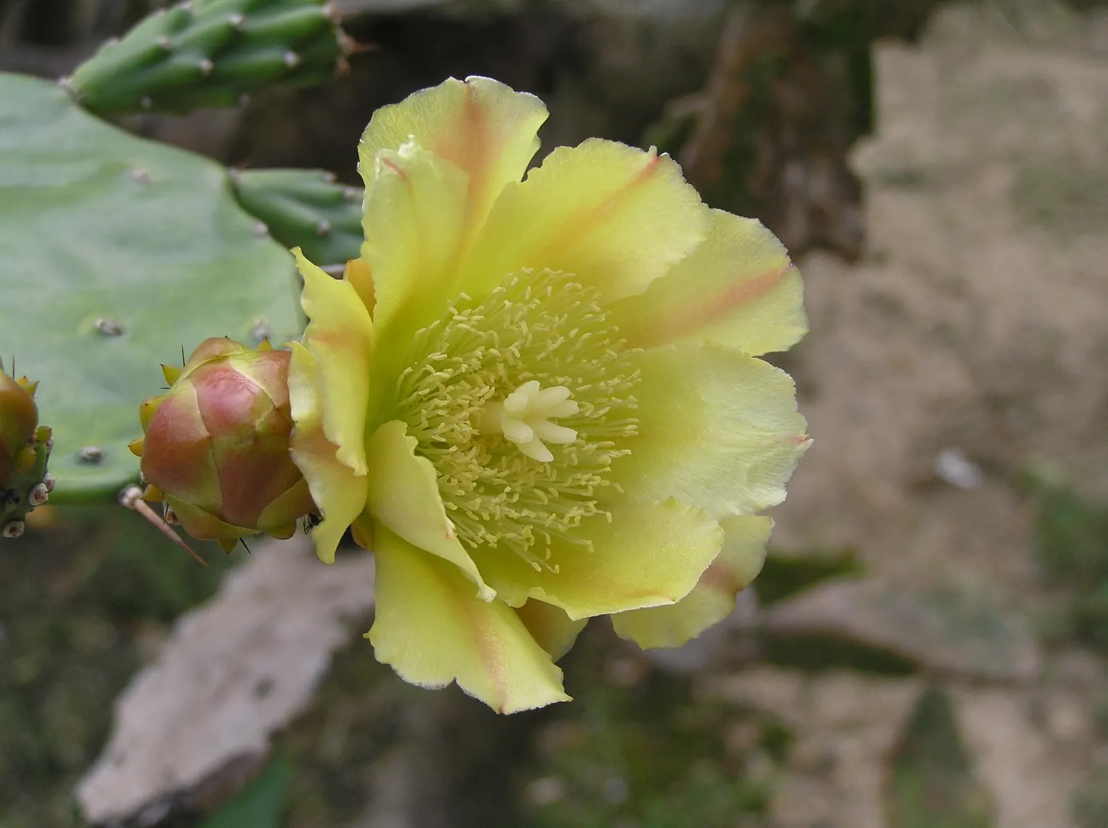 Coastal Prickly Pear (Opuntia littoralis) — this sturdy cactus is well adapted to Mediterranean and subtropical climates.<br><br>Typically; pink, image 56
