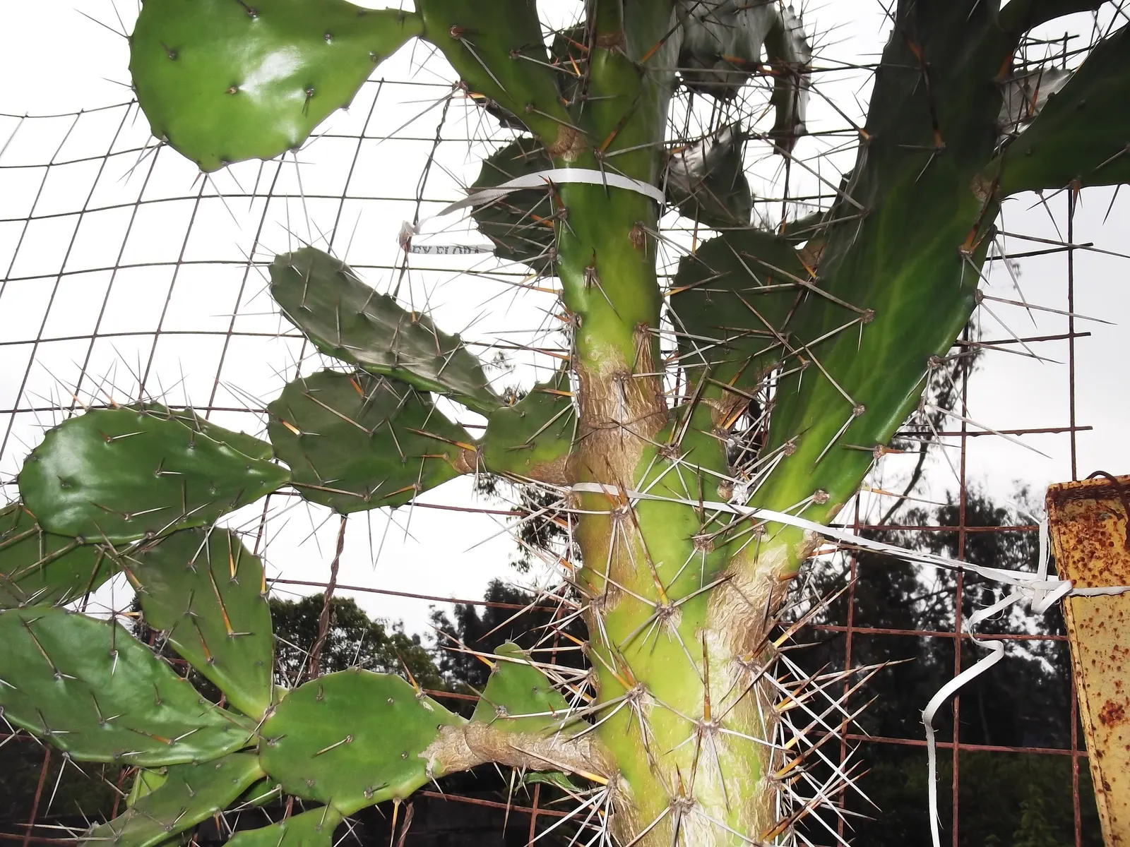 Coastal Prickly Pear (Opuntia littoralis) — exhibit a rich green hue and are dotted with areoles from which spines and glochids (tiny; once, image 82