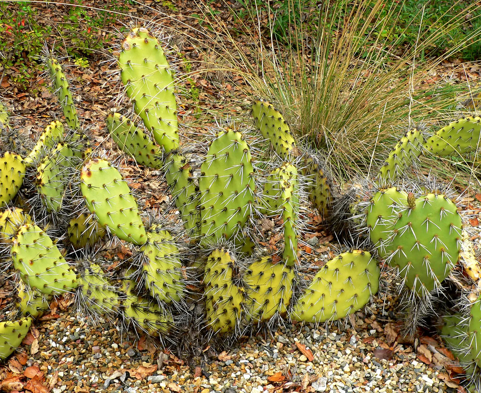Coastal Prickly Pear (Opuntia littoralis) — It thrives in full sun exposure and requires well-draining soils to prevent root rot; offering both, image 87