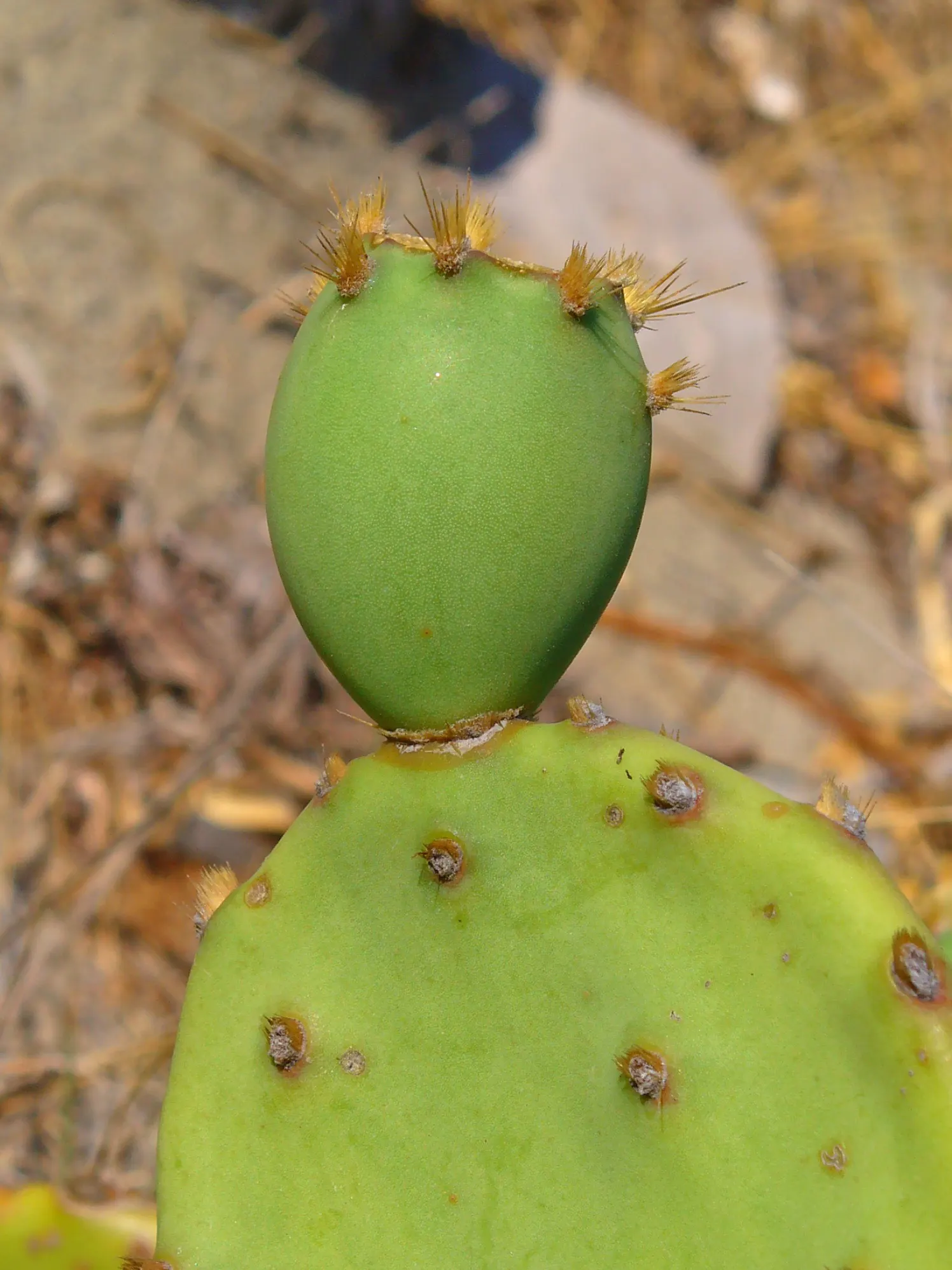 Coastal Prickly Pear (Opuntia littoralis) — This species typically reaches 2-3 feet in height and spreads about 4-5 feet wide; drought-tolerant, image 73