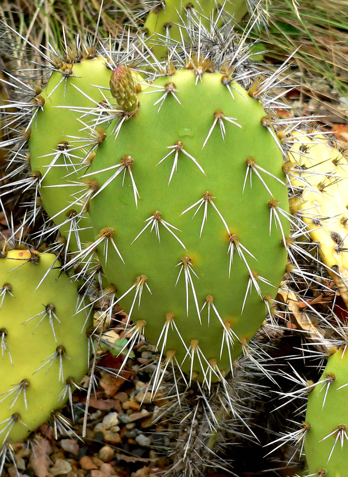 Coastal Prickly Pear (Opuntia littoralis) — drought-tolerant cactus native to California's coastal regions; opuntia littoralis reaches a moderate, image 71