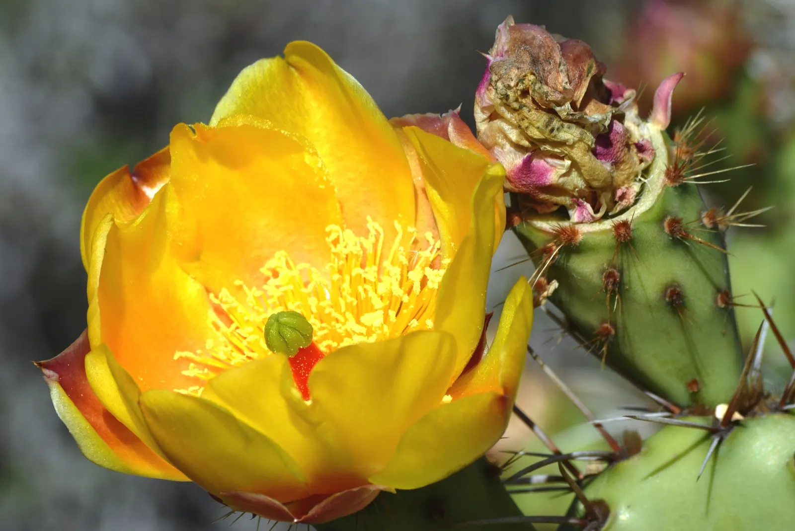 Coastal Prickly Pear (Opuntia littoralis) — pink and yellow flowers in the garden; scientifically designated as Opuntia littoralis, image 113