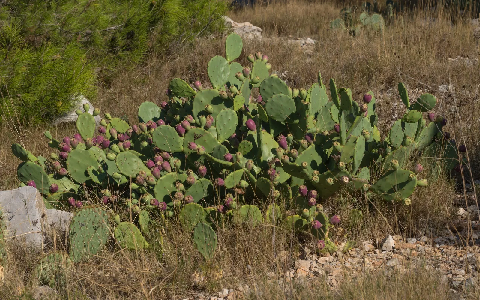 Coastal Prickly Pear (Opuntia littoralis) — paddle-shaped pads up to 8 inches long and clusters of yellow blooms that become purple-red fruits; it, image 72