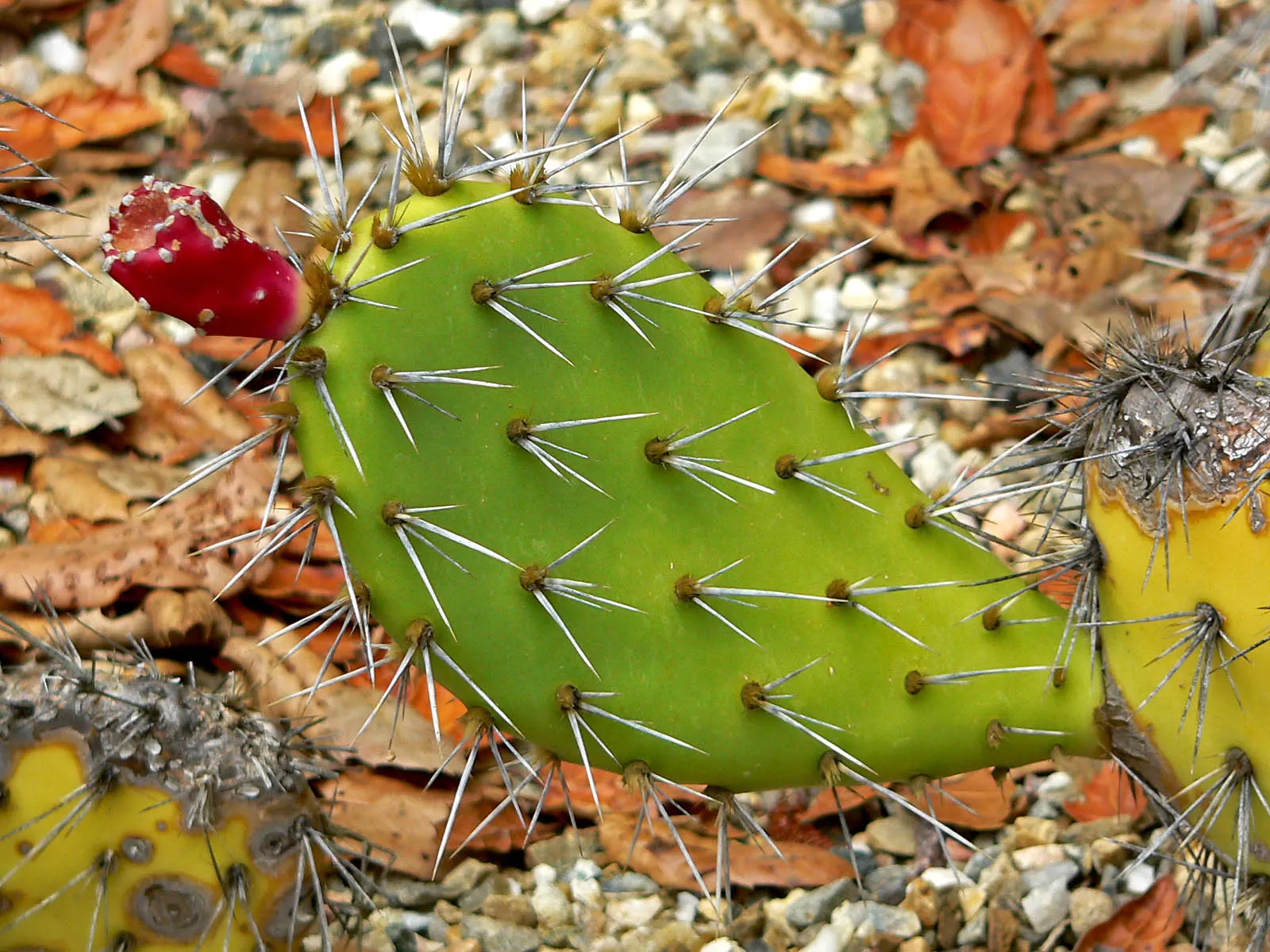 Coastal Prickly Pear (Opuntia littoralis) — scientifically designated as Opuntia littoralis; which are approximately 2 to 3 inches in diameter, image 75