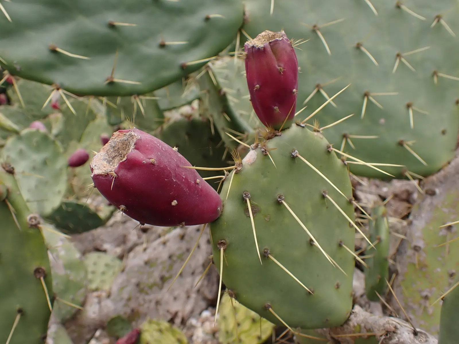 Coastal Prickly Pear (Opuntia littoralis) — Coastal Prickly Pear is an ideal selection; the Coastal Prickly Pear (Opuntia littoralis) is a resilient, image 63