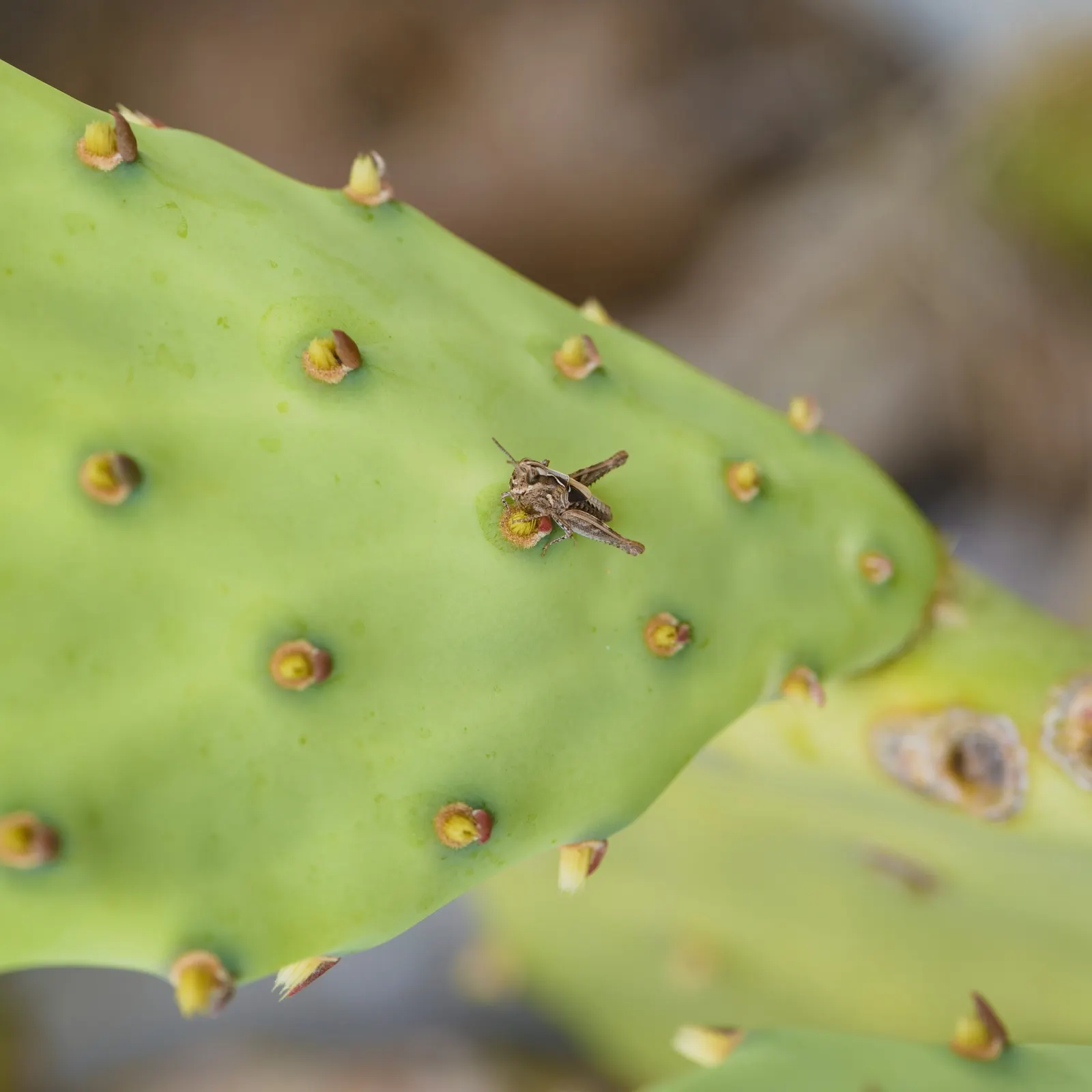 Coastal Prickly Pear (Opuntia littoralis) — Once established, it demands minimal watering, aligning with water conservation principles; this, image 111
