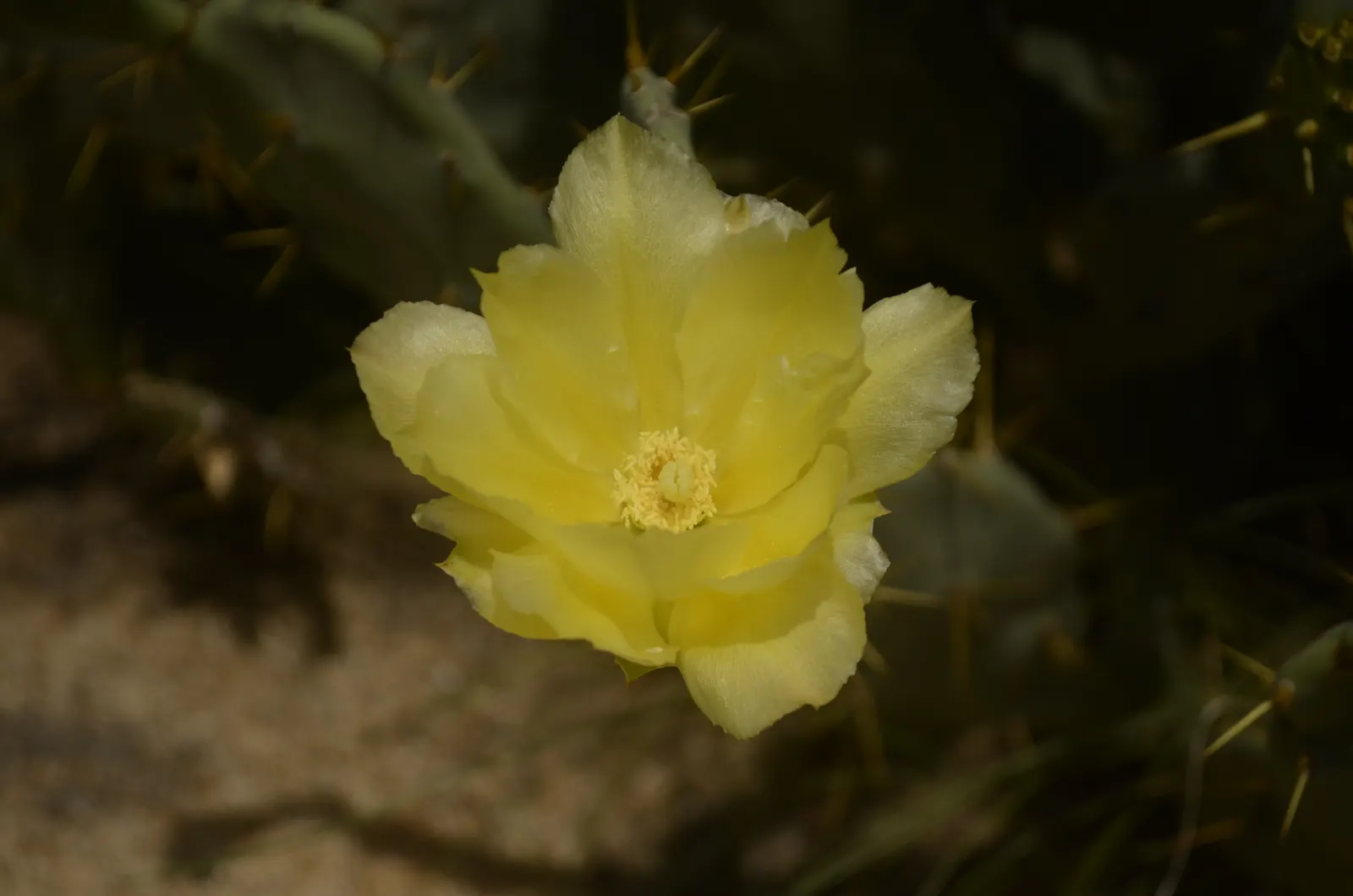 Coastal Prickly Pear (Opuntia littoralis) — this sturdy cactus is well adapted to Mediterranean and subtropical climates.<br><br>Typically; pink, image 125
