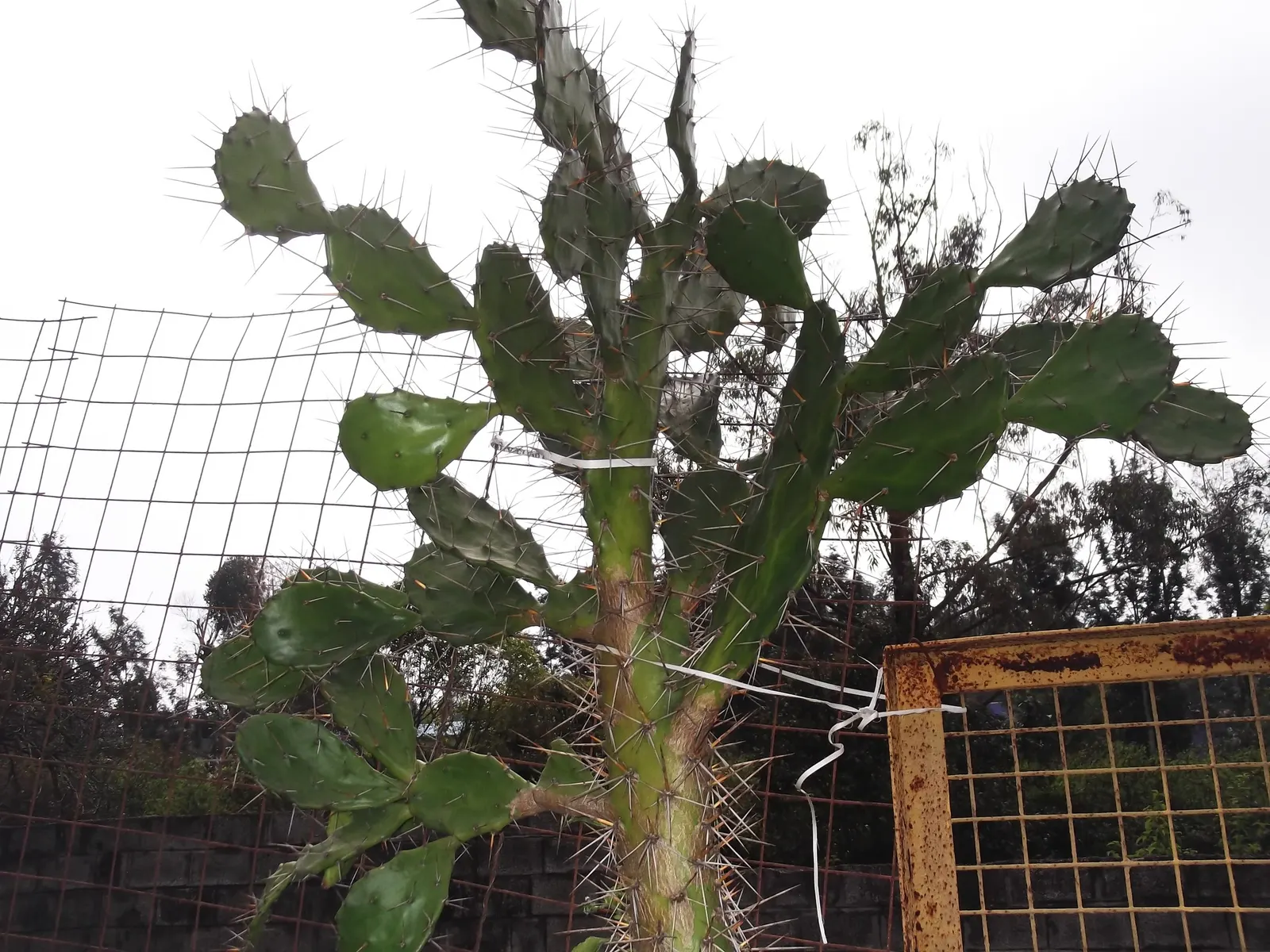Coastal Prickly Pear (Opuntia littoralis) — During late spring to early summer; paddle-shaped pads up to 8 inches long and clusters of yellow, image 83