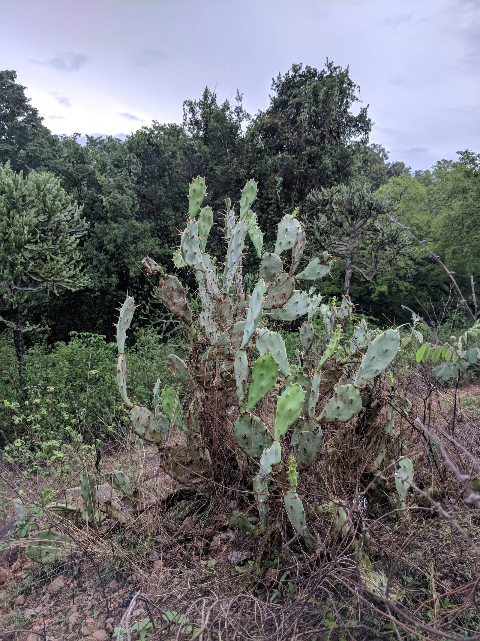Coastal Prickly Pear (Opuntia littoralis) — This species typically reaches 2-3 feet in height and spreads about 4-5 feet wide; drought-tolerant, image 96