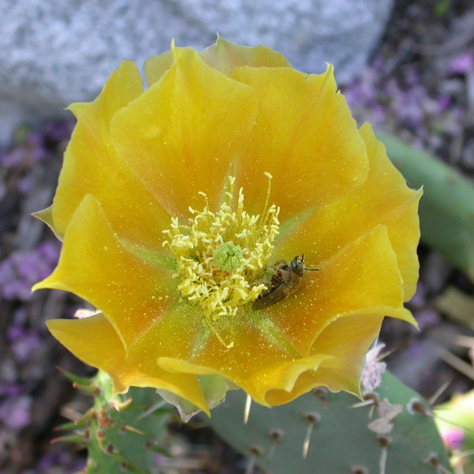 Coastal Prickly Pear (Opuntia littoralis) — cactus for full; to integrate Opuntia littoralis into your landscape, image 69