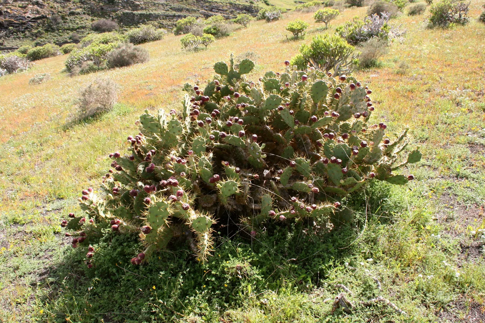 Coastal Prickly Pear (Opuntia littoralis) — cactus with pink and yellow blooms; exhibit a rich green hue and are dotted with areoles from which, image 114
