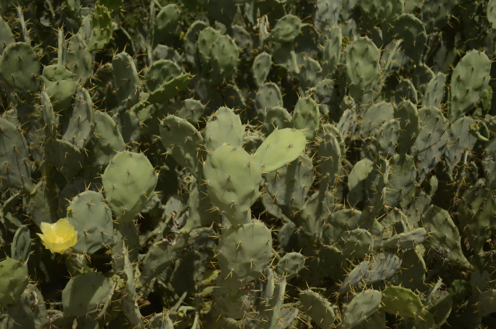 Coastal Prickly Pear (Opuntia littoralis) — paddle-shaped pads up to 8 inches long and clusters of yellow blooms that become purple-red fruits; it, image 118
