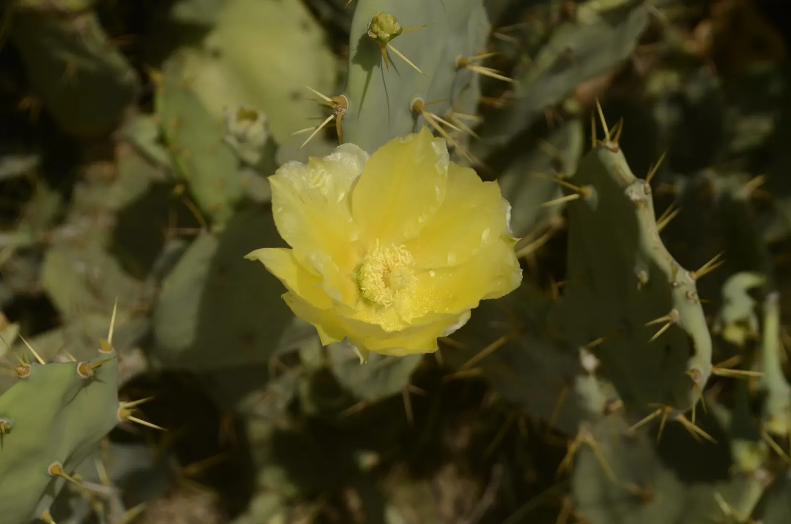 Coastal Prickly Pear (Opuntia littoralis) — offering both aesthetic appeal and minimal maintenance requirements; presents a vibrant addition to any, image 123
