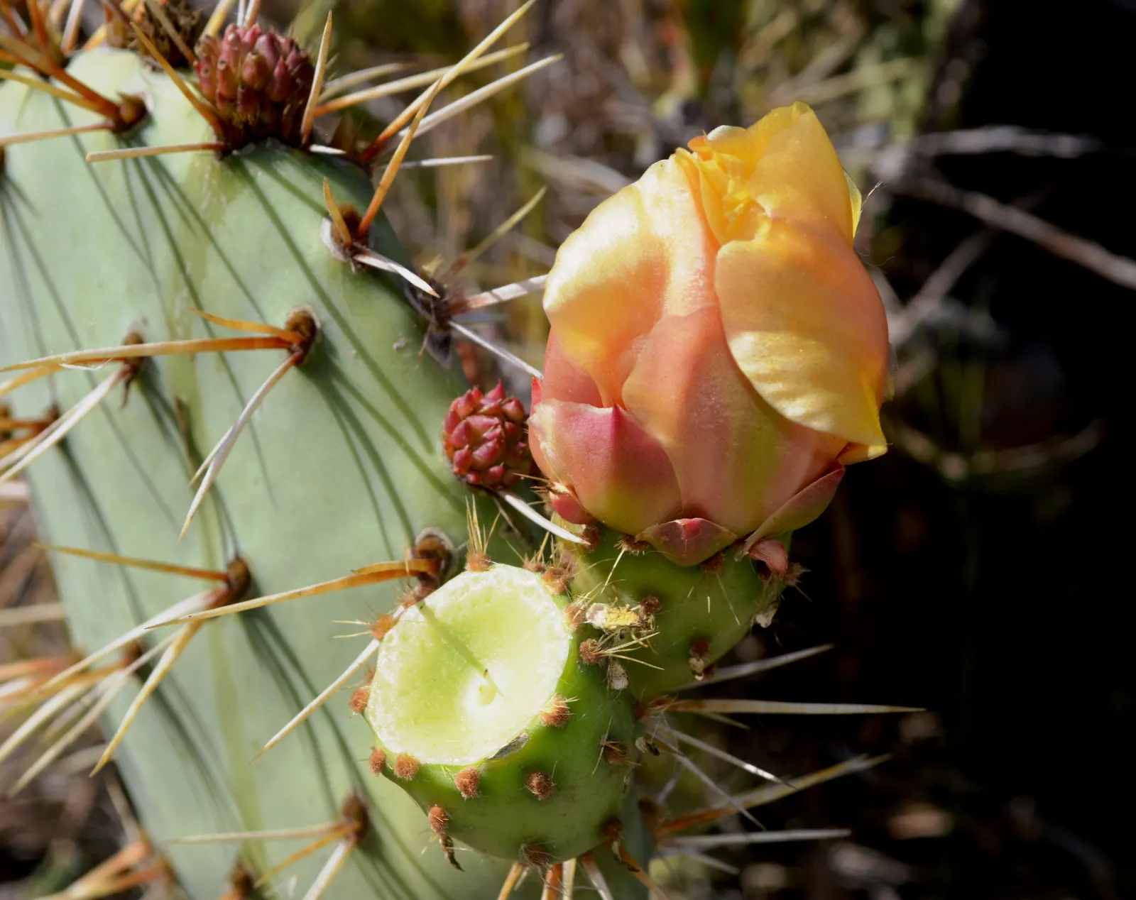 Coastal Prickly Pear (Opuntia littoralis) — During late spring to early summer; paddle-shaped pads up to 8 inches long and clusters of yellow, image 129
