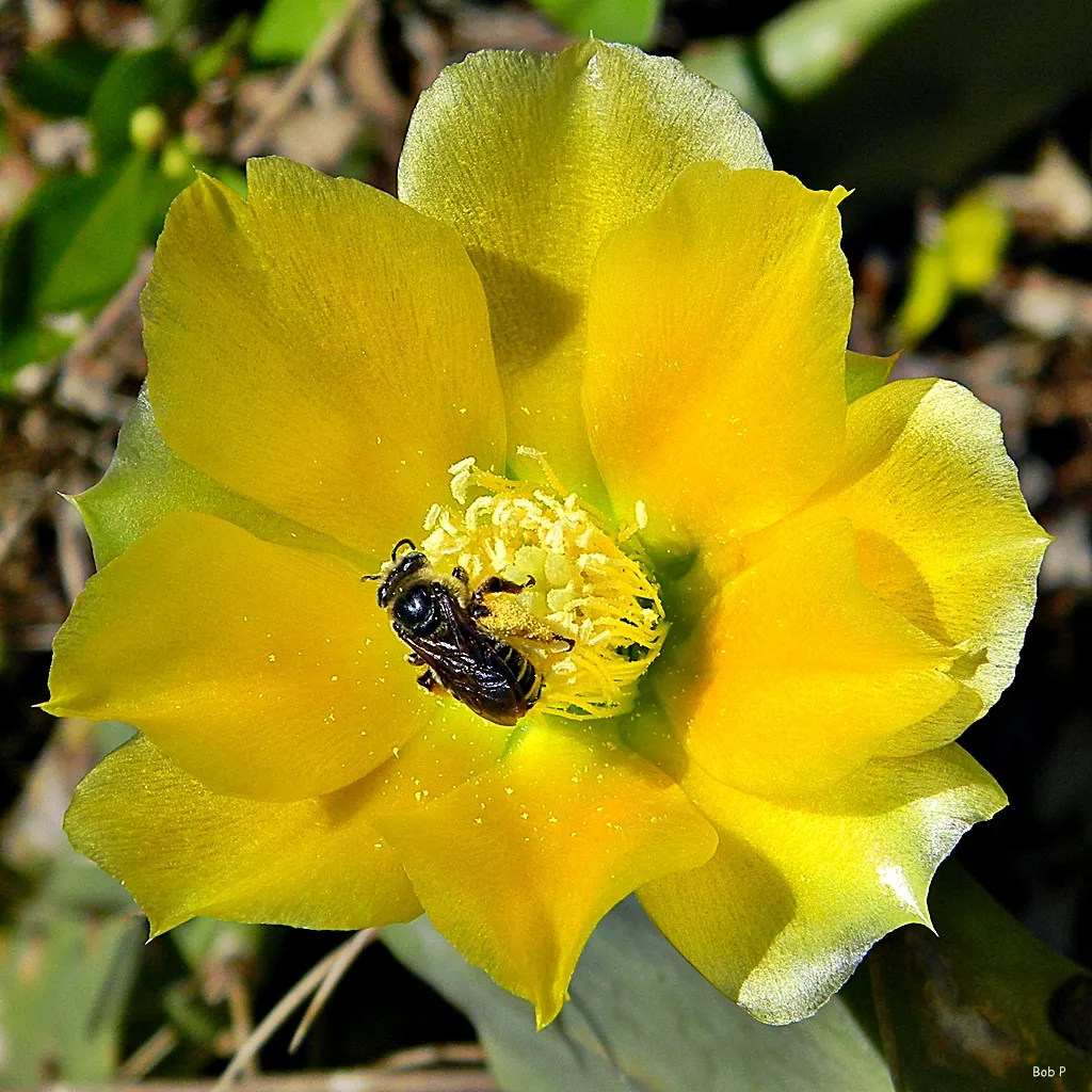 Coastal Prickly Pear (Opuntia littoralis) — exhibit a rich green hue and are dotted with areoles from which spines and glochids (tiny; once, image 105
