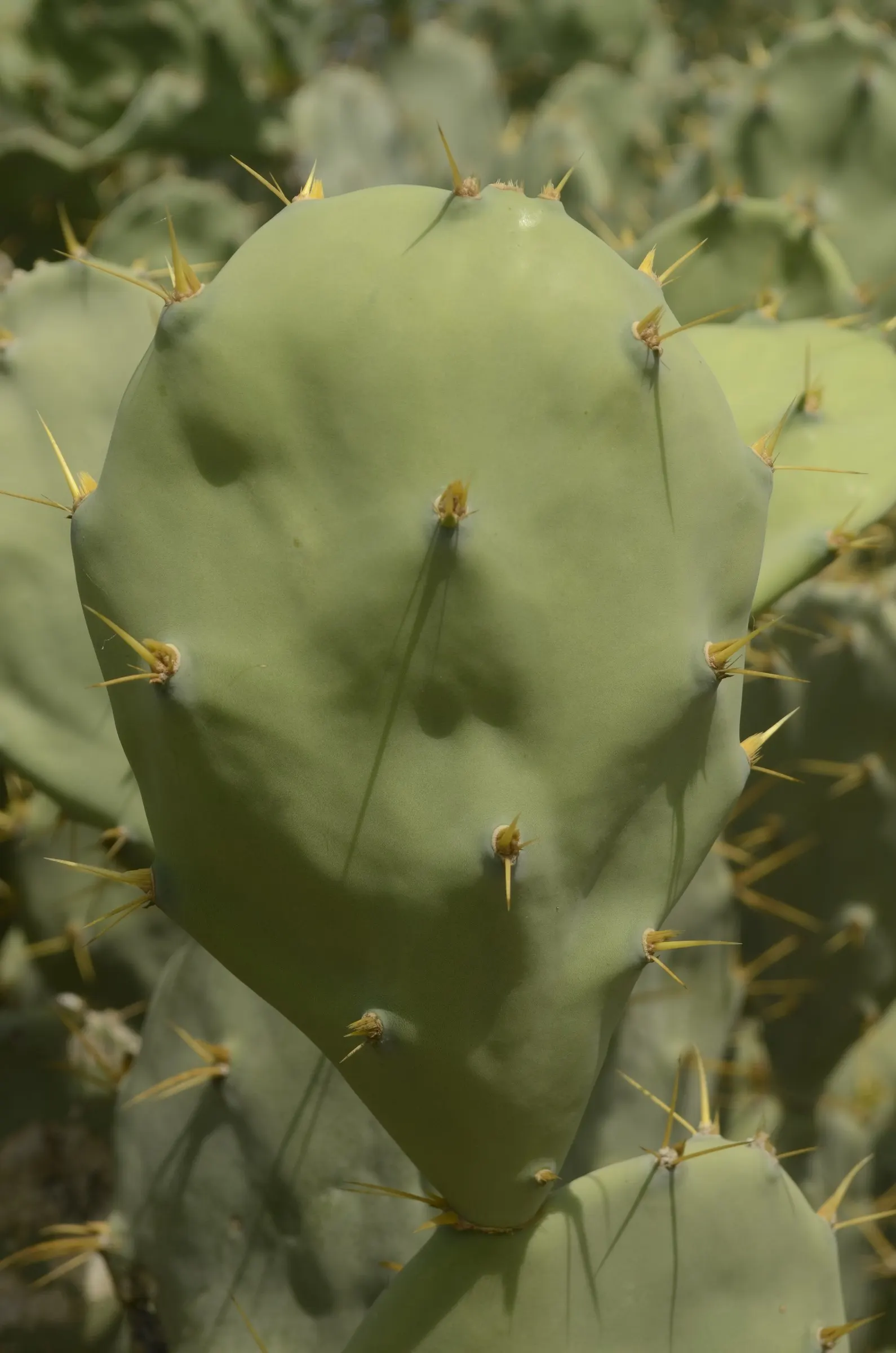 Coastal Prickly Pear (Opuntia littoralis) — This species typically reaches 2-3 feet in height and spreads about 4-5 feet wide; drought-tolerant, image 119