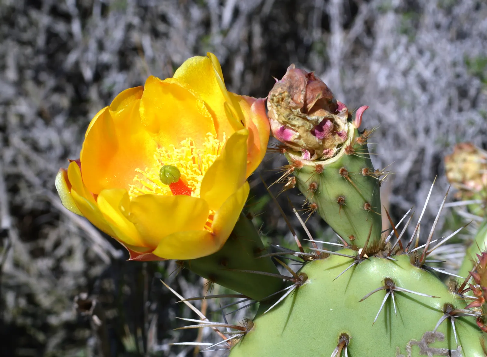 Coastal Prickly Pear (Opuntia littoralis) — pink and yellow flowers in the garden; scientifically designated as Opuntia littoralis, image 67