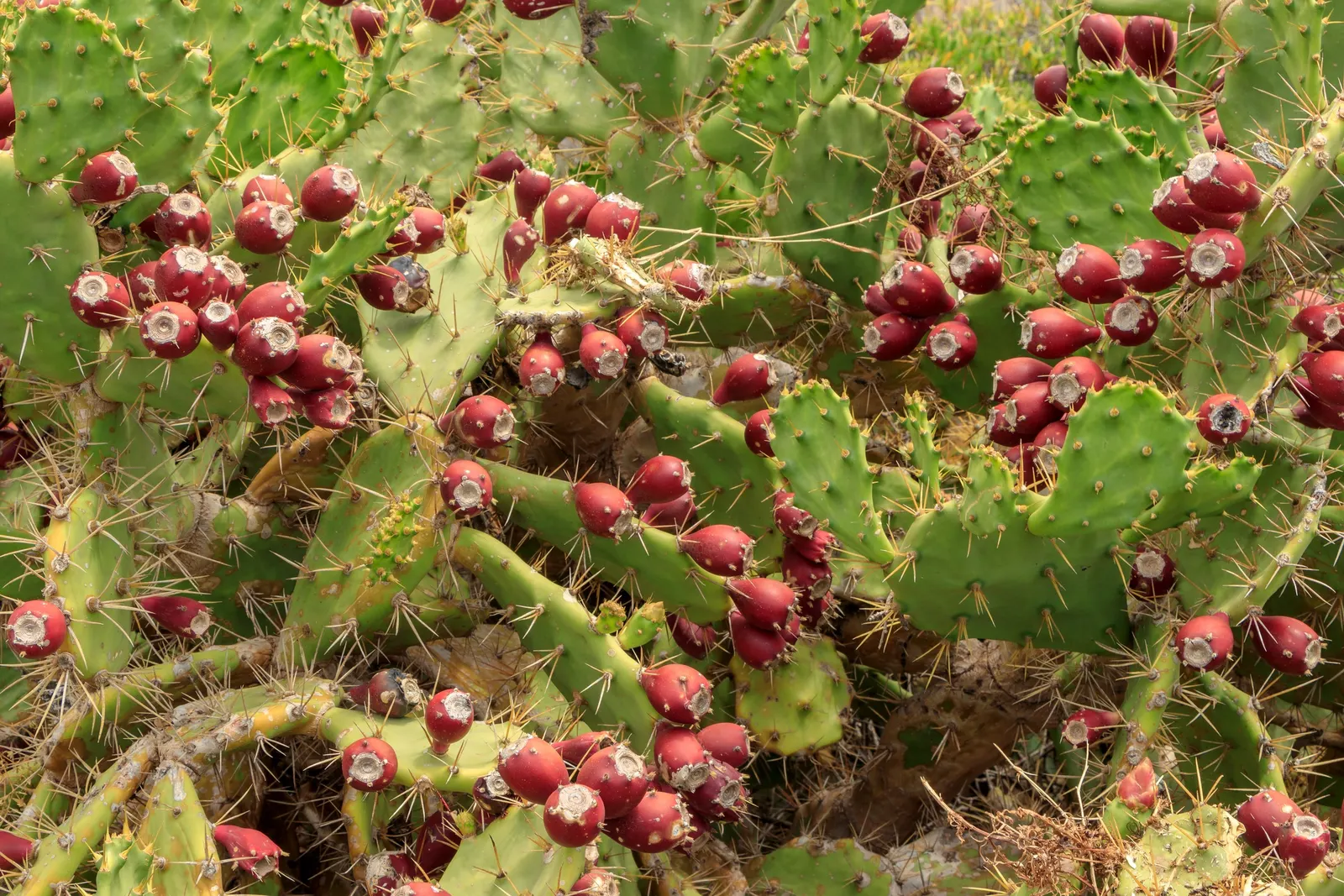 Coastal Prickly Pear (Opuntia littoralis) — scientifically designated as Opuntia littoralis; which are approximately 2 to 3 inches in diameter, image 98