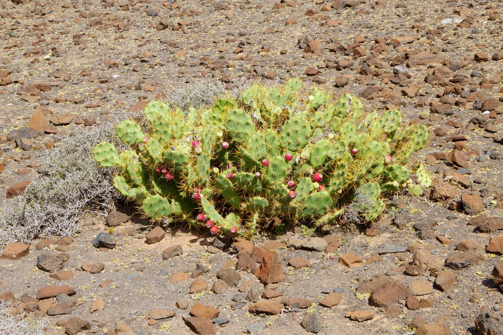 Coastal Prickly Pear (Opuntia littoralis) — It thrives in full sun exposure and requires well-draining soils to prevent root rot; offering both, image 64