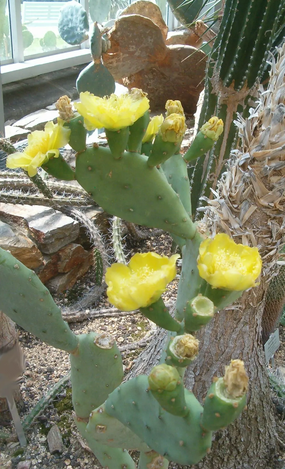 Coastal Prickly Pear (Opuntia littoralis) — this sturdy cactus is well adapted to Mediterranean and subtropical climates.<br><br>Typically; pink, image 102