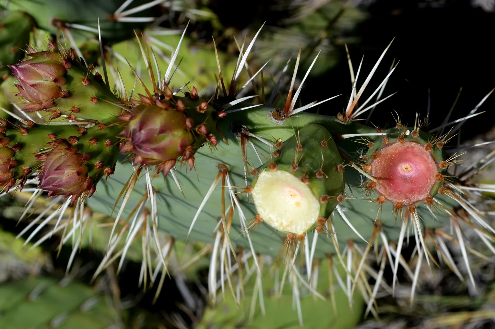 Coastal Prickly Pear (Opuntia littoralis) — It thrives in full sun and well-drained soils, adding a dramatic texture and warm tones to arid, image 51