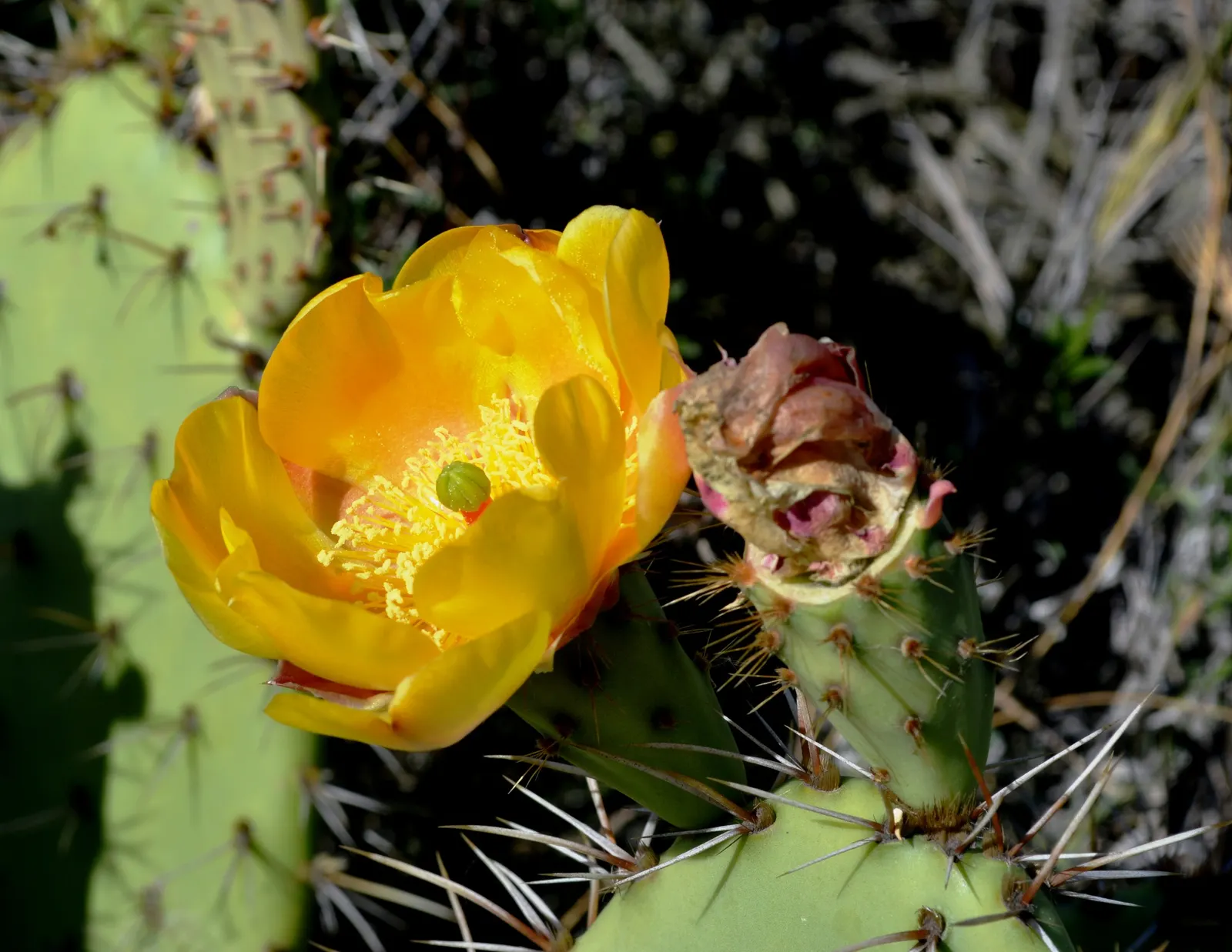 Coastal Prickly Pear (Opuntia littoralis) — this species produces showy yellow flowers; this sturdy cactus is well adapted to Mediterranean and, image 130