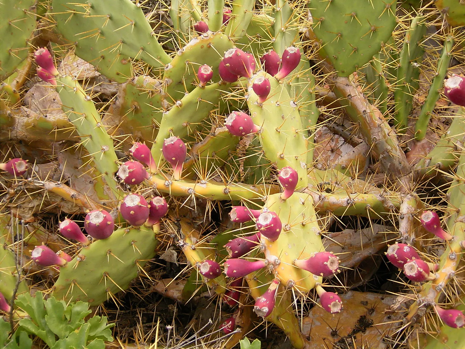 Coastal Prickly Pear (Opuntia littoralis) — this species produces showy yellow flowers; this sturdy cactus is well adapted to Mediterranean and, image 61