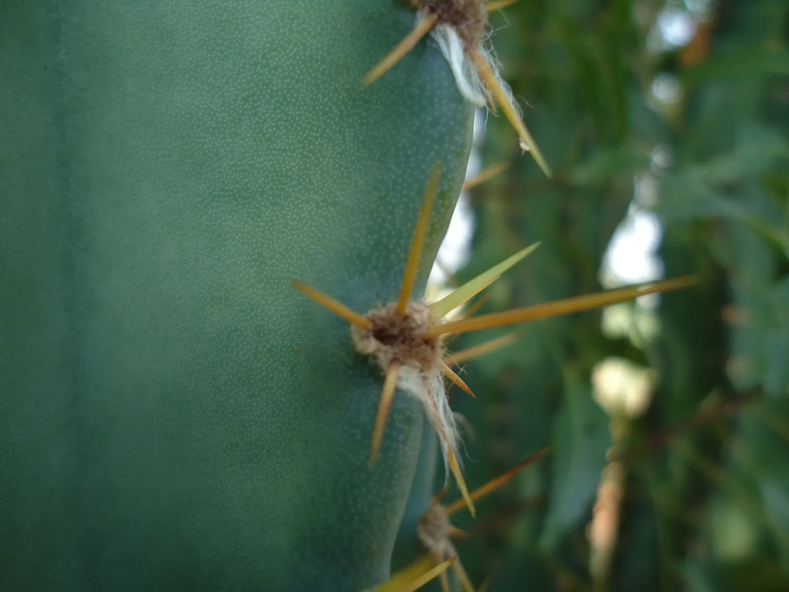 Coastal Prickly Pear (Opuntia littoralis) — paddle-shaped pads up to 8 inches long and clusters of yellow blooms that become purple-red fruits; it, image 49