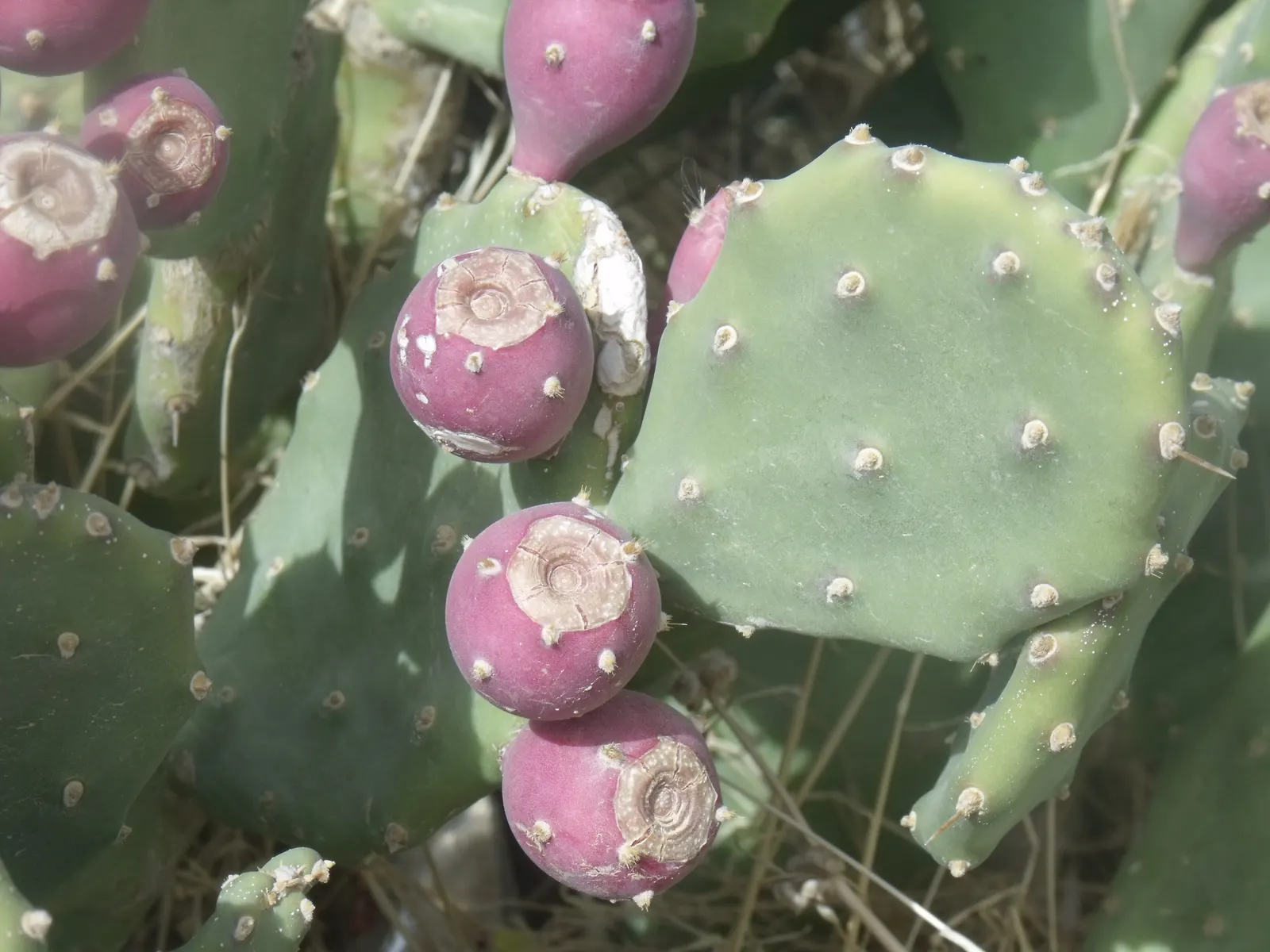 Coastal Prickly Pear (Opuntia littoralis) — paddle-shaped pads up to 8 inches long and clusters of yellow blooms that become purple-red fruits; it, image 95