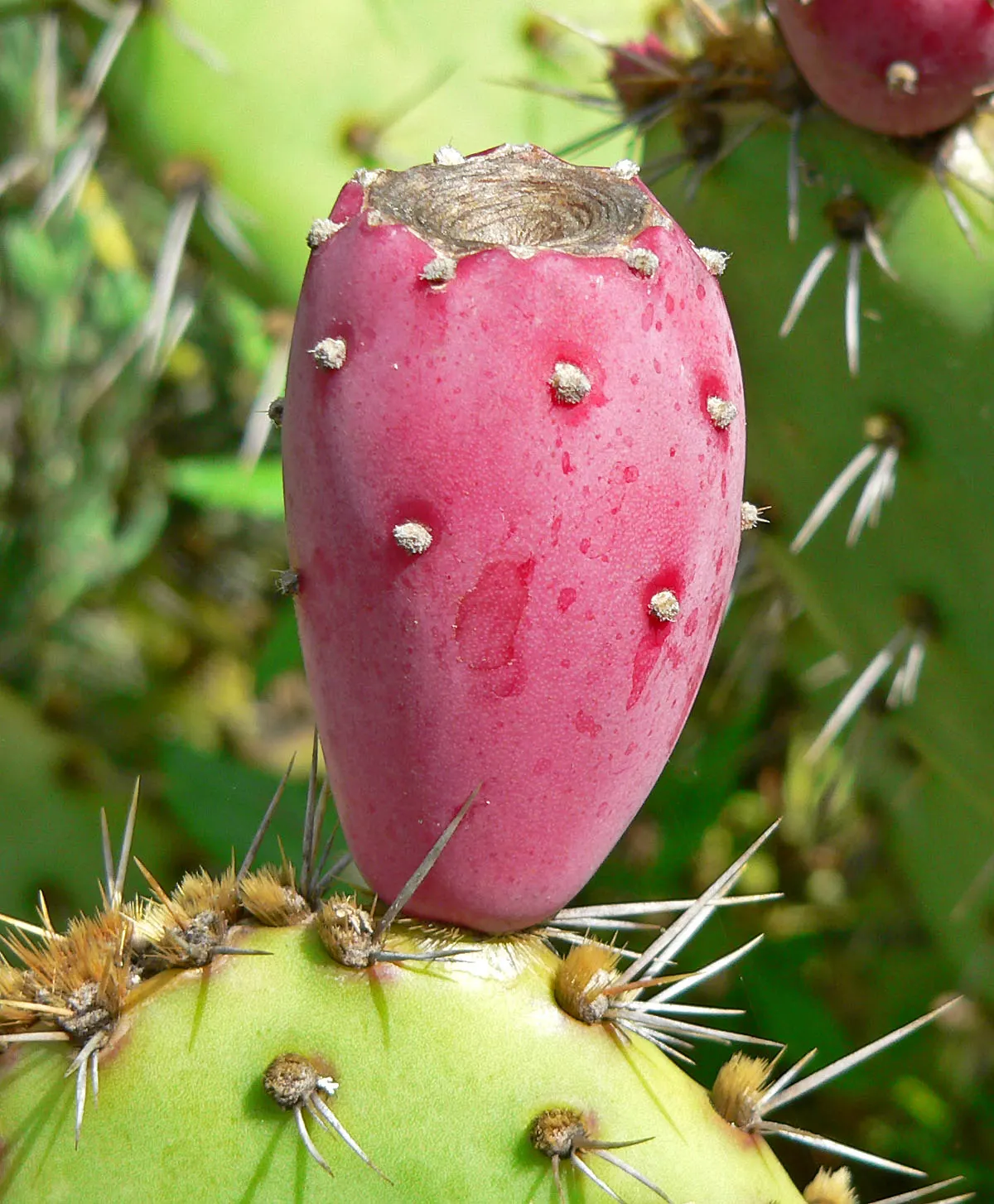 Coastal Prickly Pear (Opuntia littoralis) — To integrate Opuntia littoralis into your landscape; cactus with pink and yellow blooms, image 89