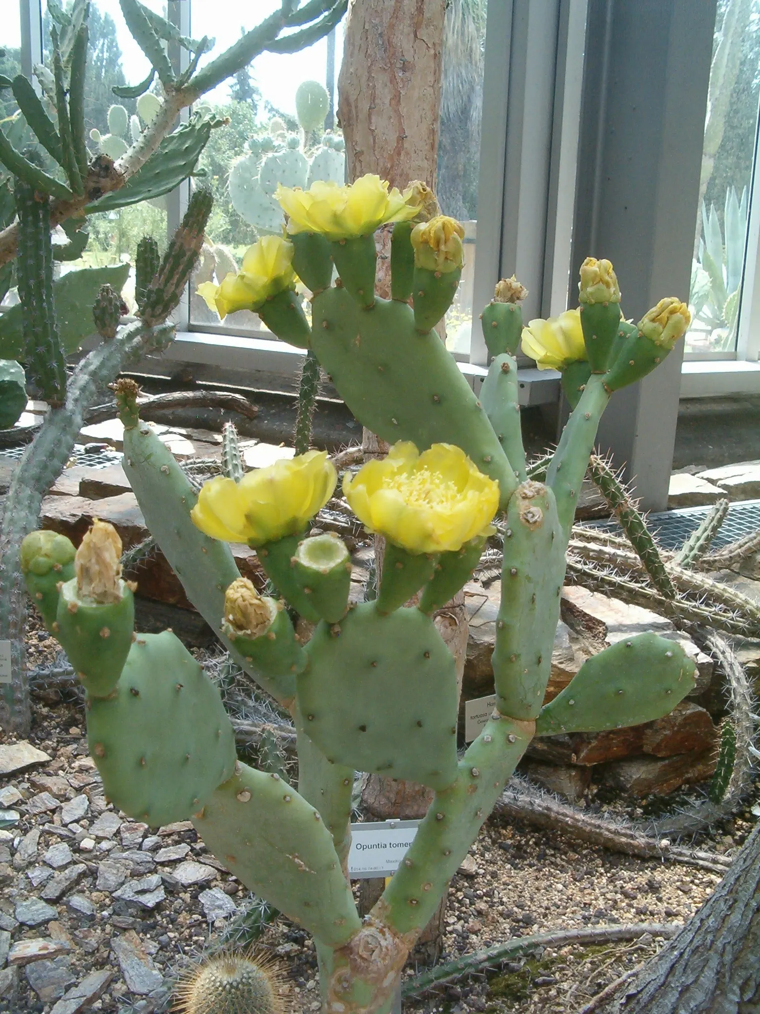 Coastal Prickly Pear (Opuntia littoralis) — Coastal Prickly Pear is an ideal selection; the Coastal Prickly Pear (Opuntia littoralis) is a resilient, image 109