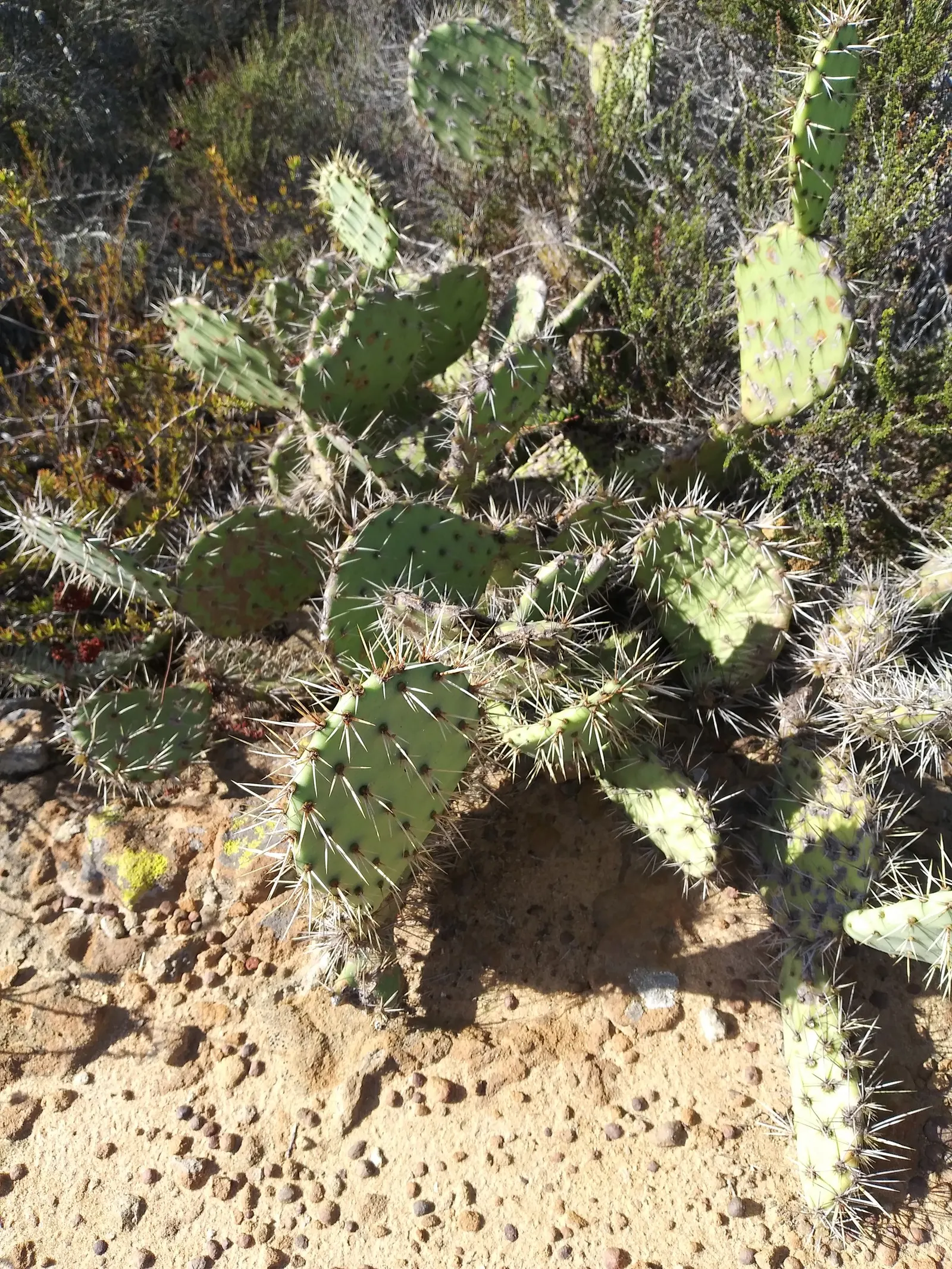 Coastal Prickly Pear (Opuntia littoralis) — During late spring to early summer; paddle-shaped pads up to 8 inches long and clusters of yellow, image 60