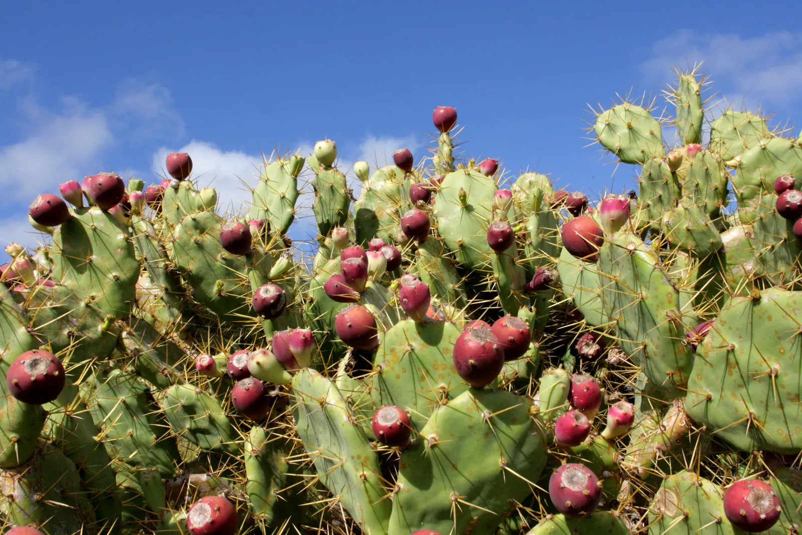 Coastal Prickly Pear (Opuntia littoralis) — To integrate Opuntia littoralis into your landscape; cactus with pink and yellow blooms, image 112