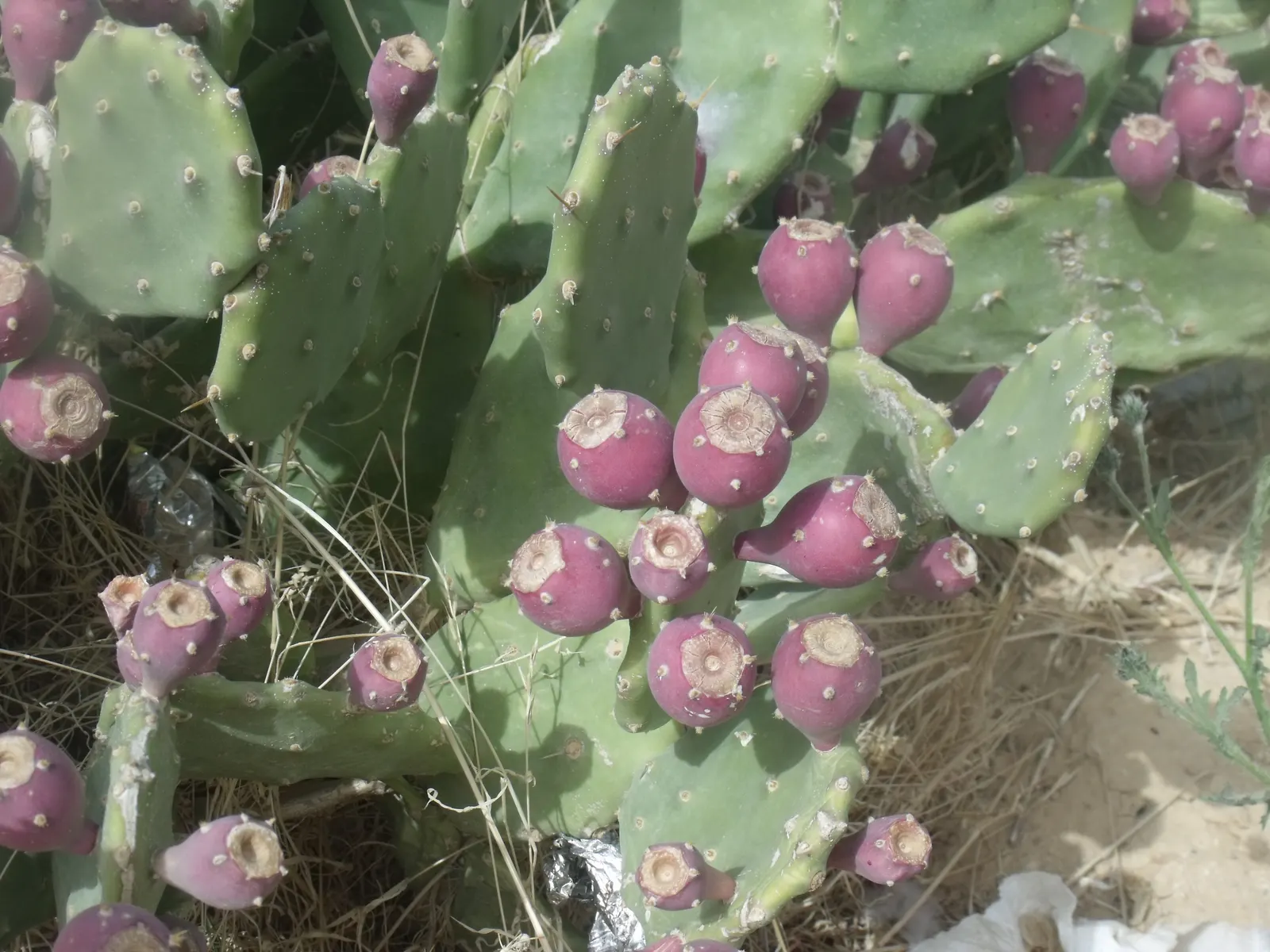 Coastal Prickly Pear (Opuntia littoralis) — It thrives in full sun exposure and requires well-draining soils to prevent root rot; offering both, image 110